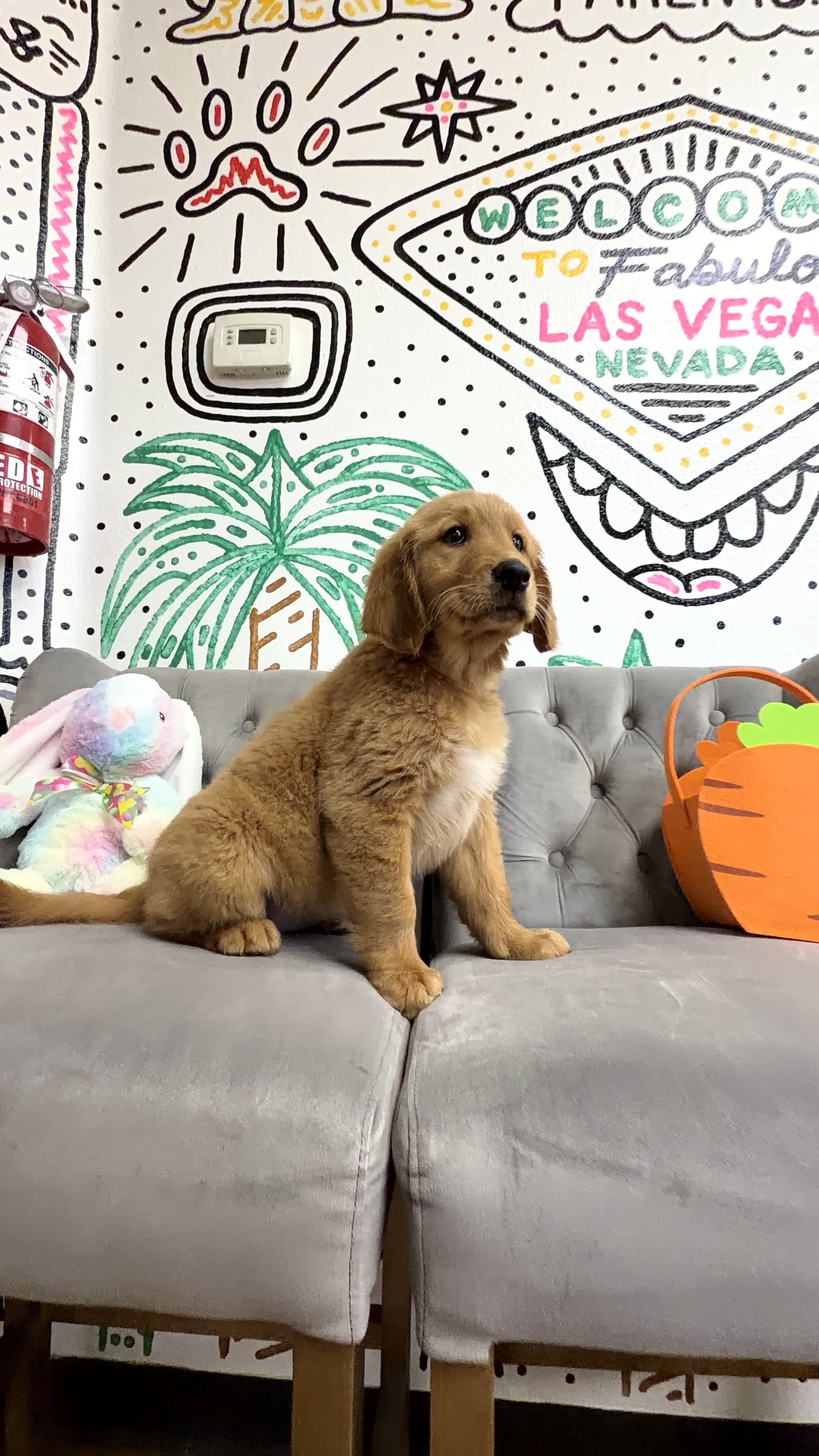 Purebred Golden Retriever - Female- “Mabel” - AKC - , come meet her today!