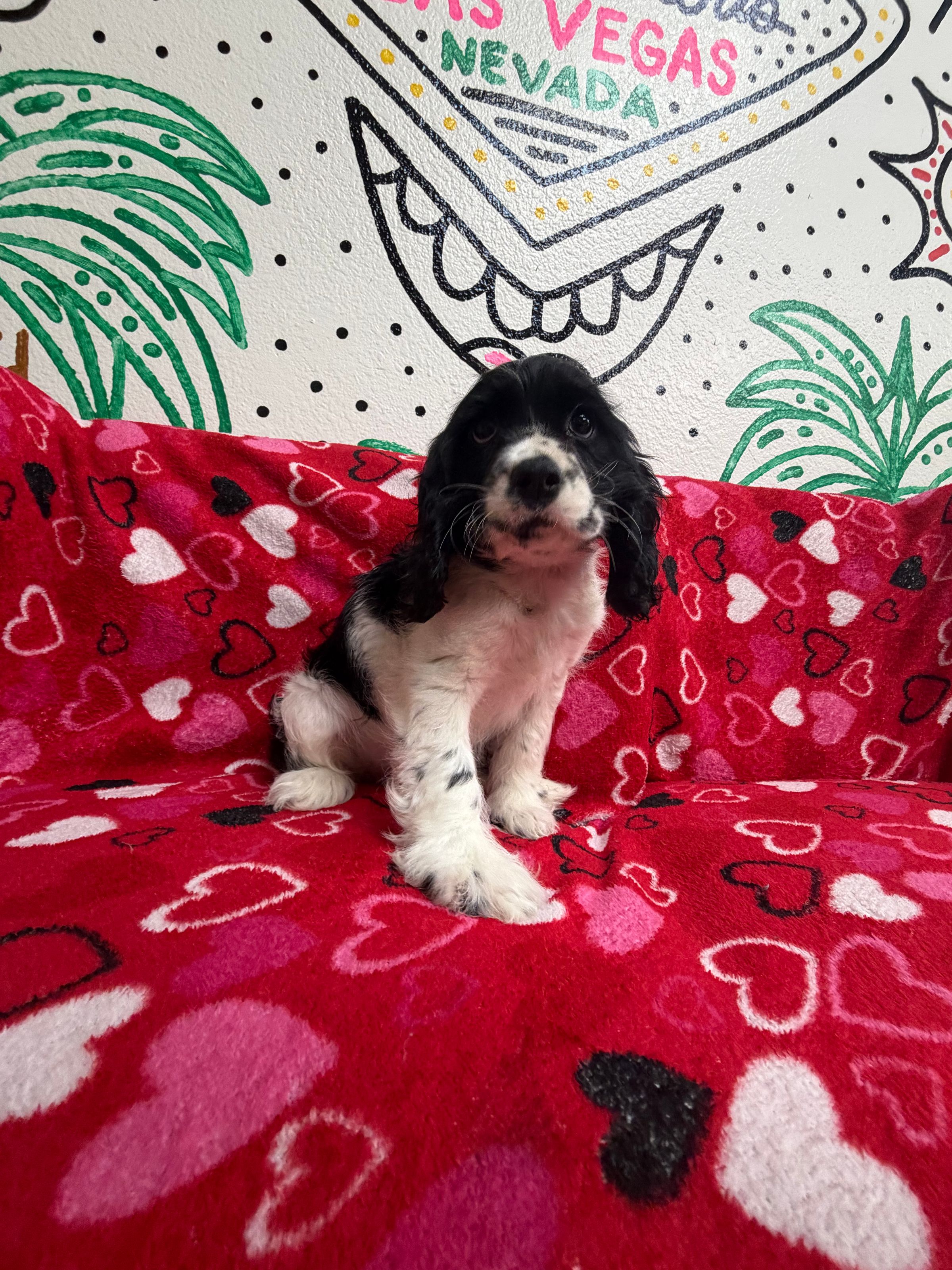 Purebred Cocker Spaniel - “Jonathan Byers” - Male - Black, white - Sweetheart, loving