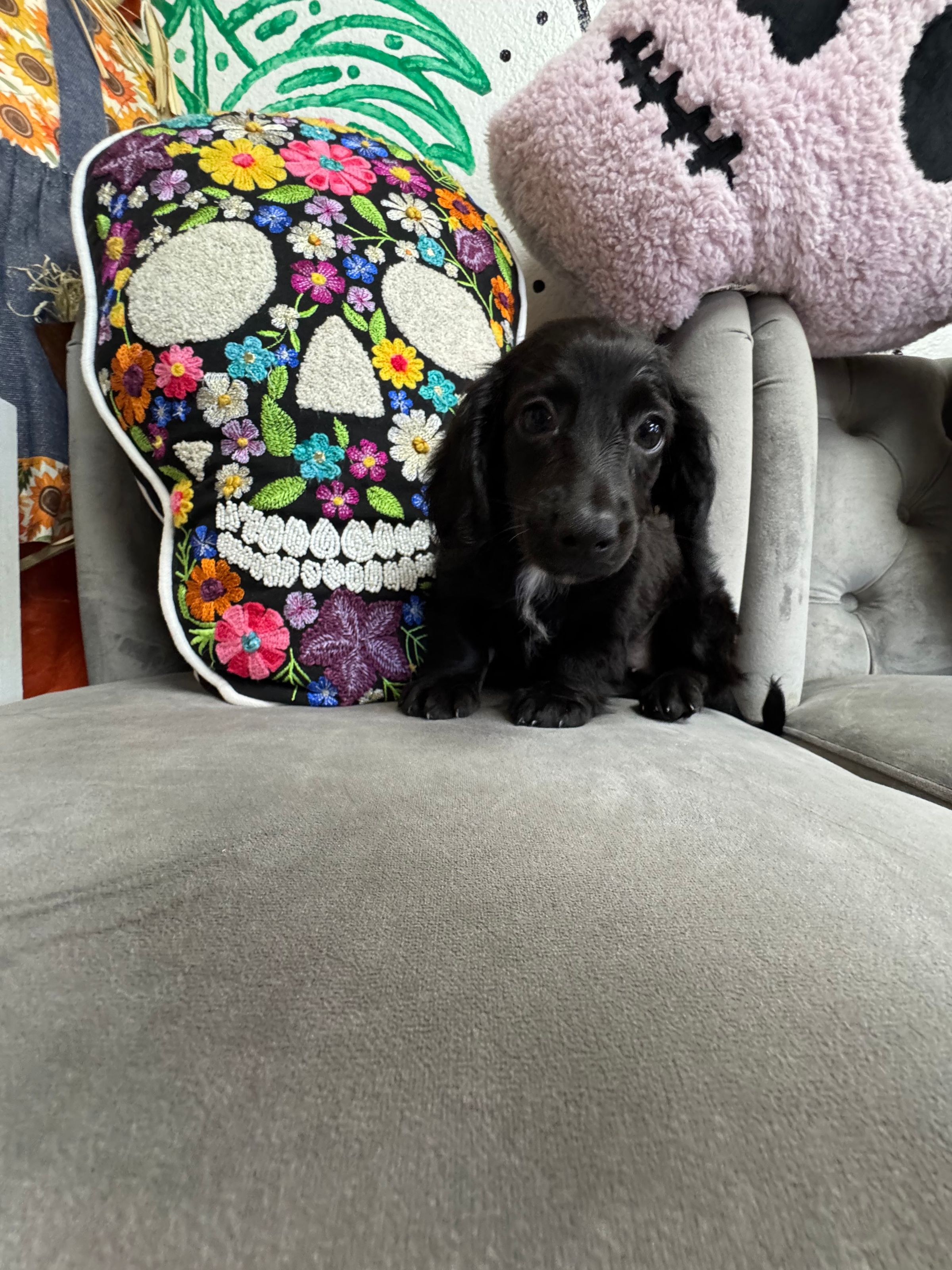 Purebred  Miniature Dachshund “Dani Dennison” - Female  - Black some White, gray  - NEW!
