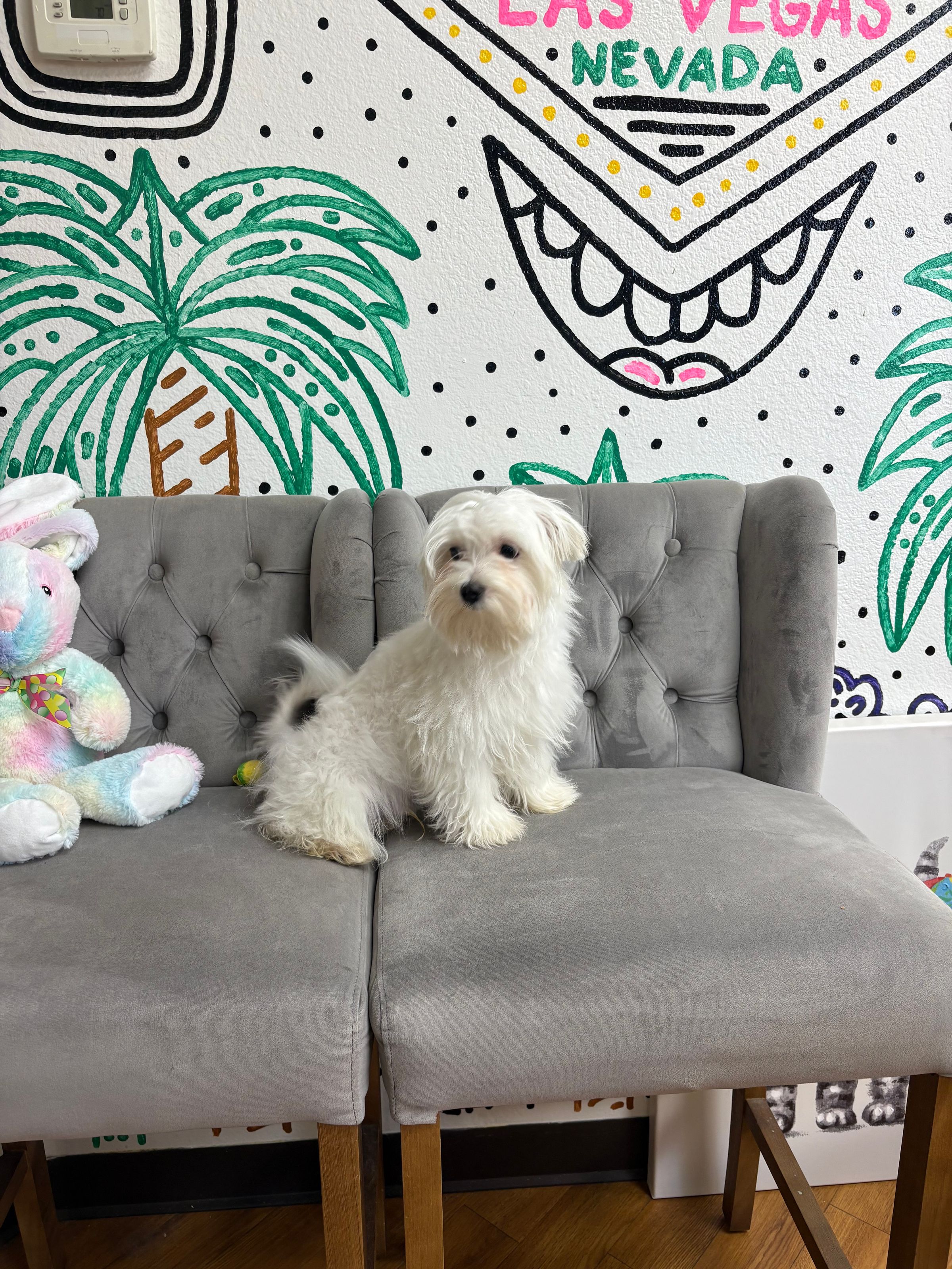 Purebred Maltese Puppy -   “Will Byers” - Male - Fun, happy, Hypoallergenic pup! ON SALE!