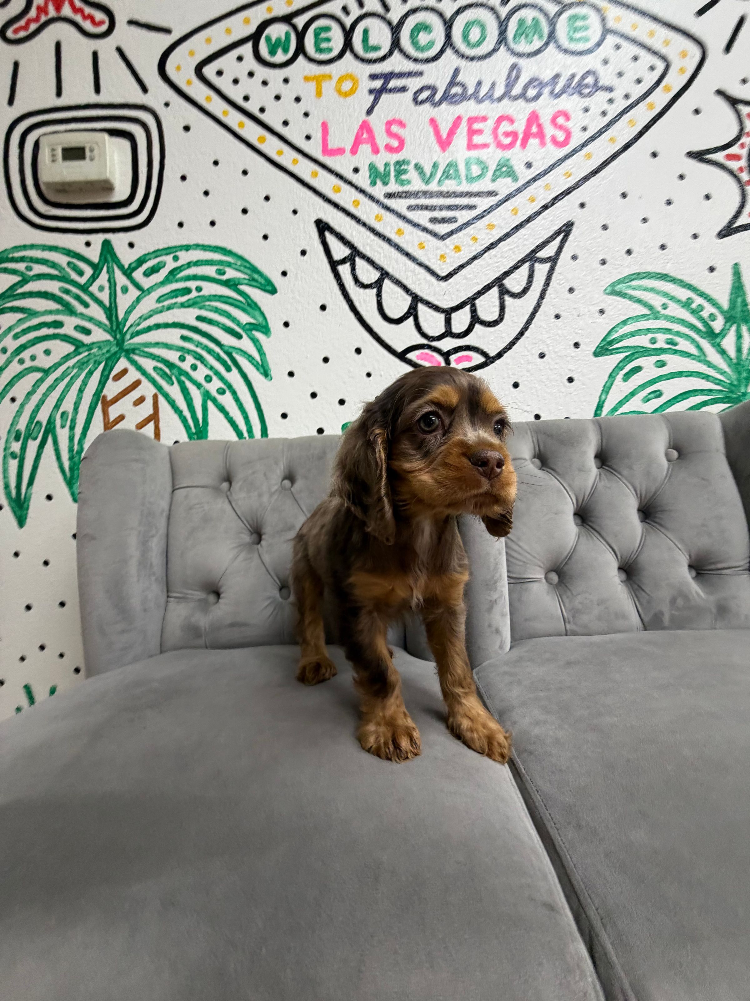 Pure Cocker Spaniel - “Rockin’ Robin” - Female - Chocolate Merle - NEW Arrival! Absolutely Stunning!