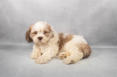 Lhasa Apso Puppy for Sale