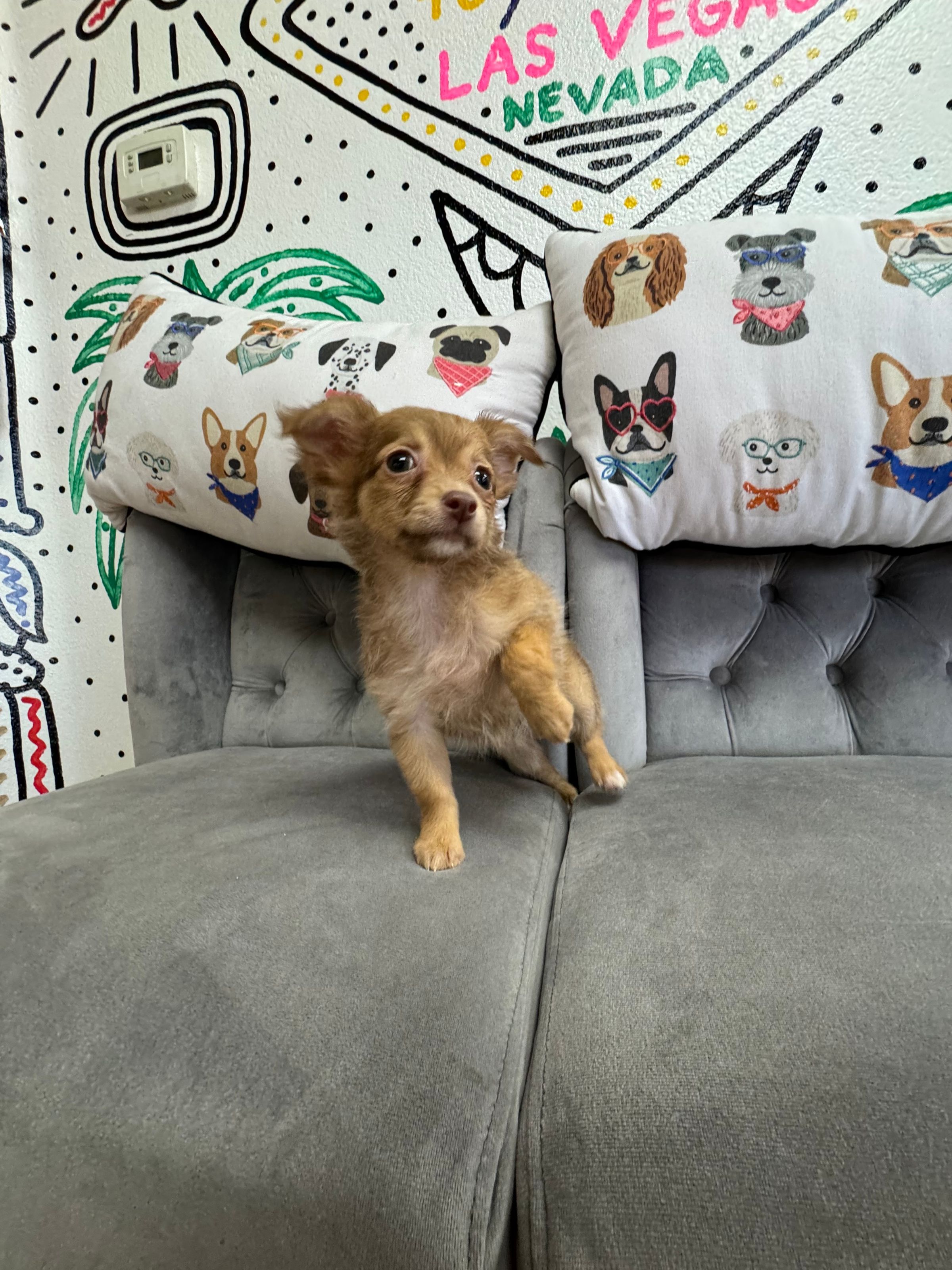 Purebred Chihuahua “Mira” - Female  - Long Hair - Red Dapple -  New Arrival! Cutie pie!