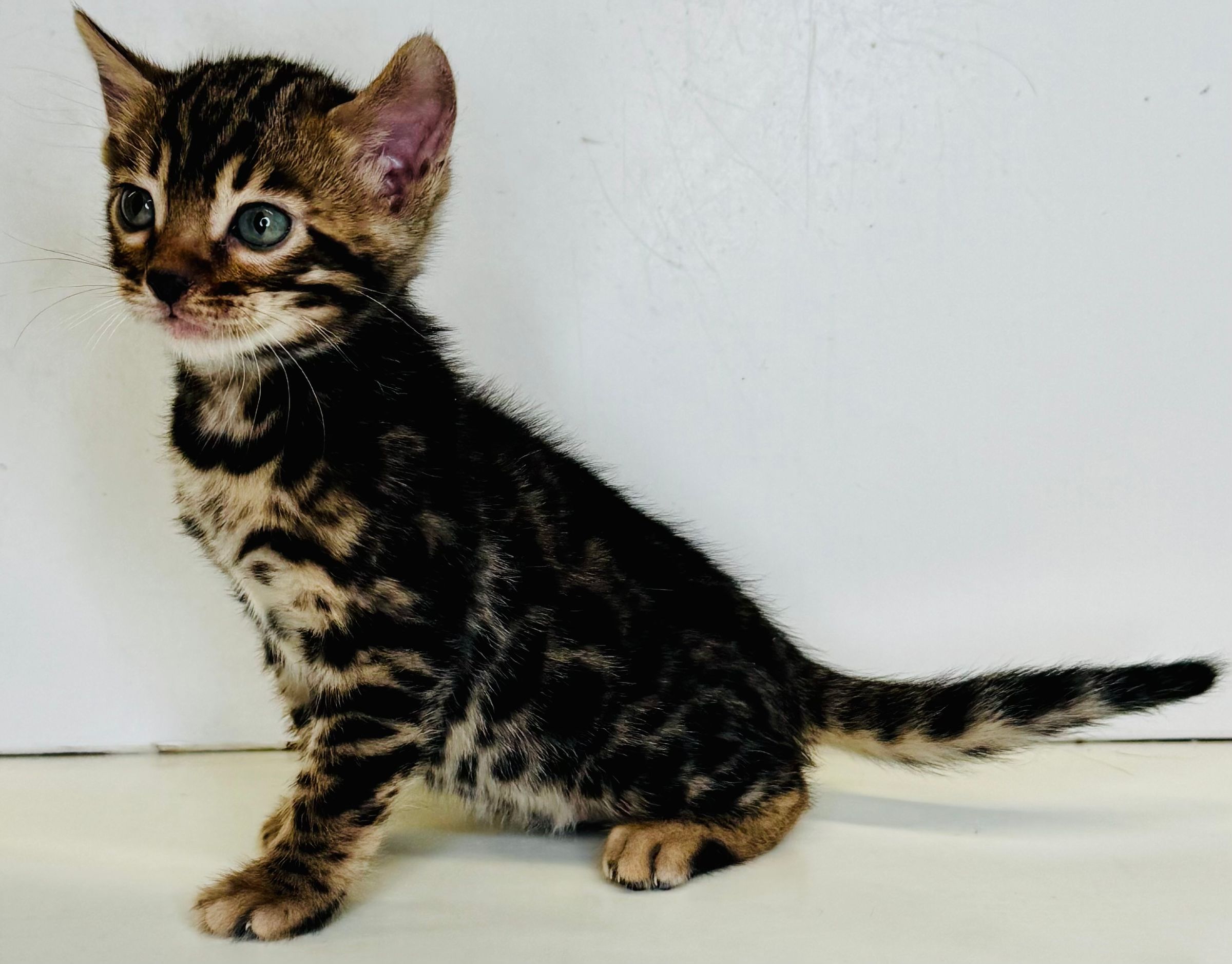 Purebred Bengal Kitten Coming soon! (Female)