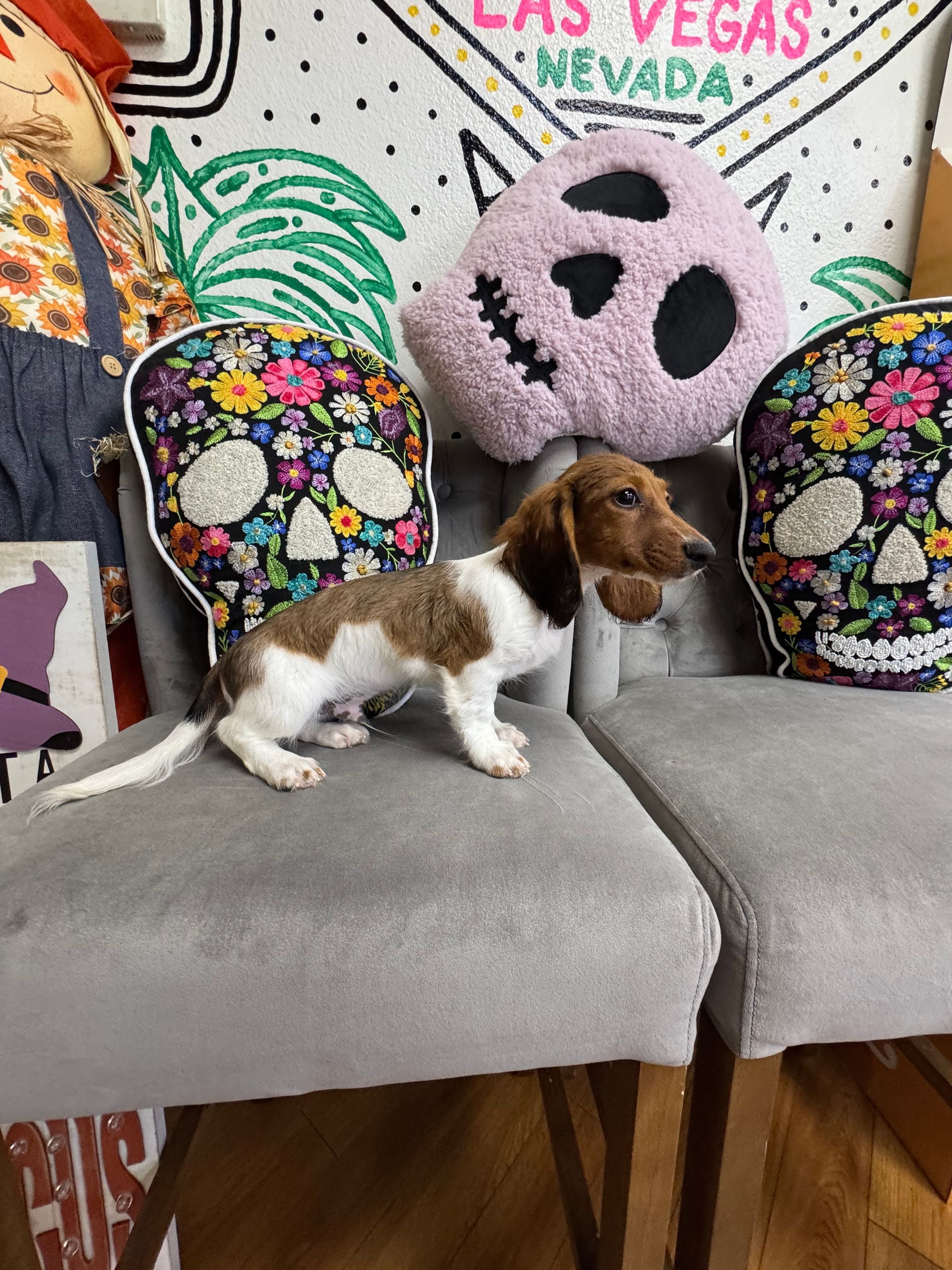 Purebred  Miniature Dachshund “Max Dennison” - Male  - Red sable, pebbled - (Parents weigh 10 lb )  - New!
