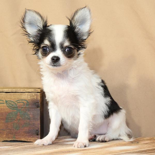 Purebred Cavalier King Charles Spaniel - “Joyce Byers” - Female - White & Black - Coming soon!