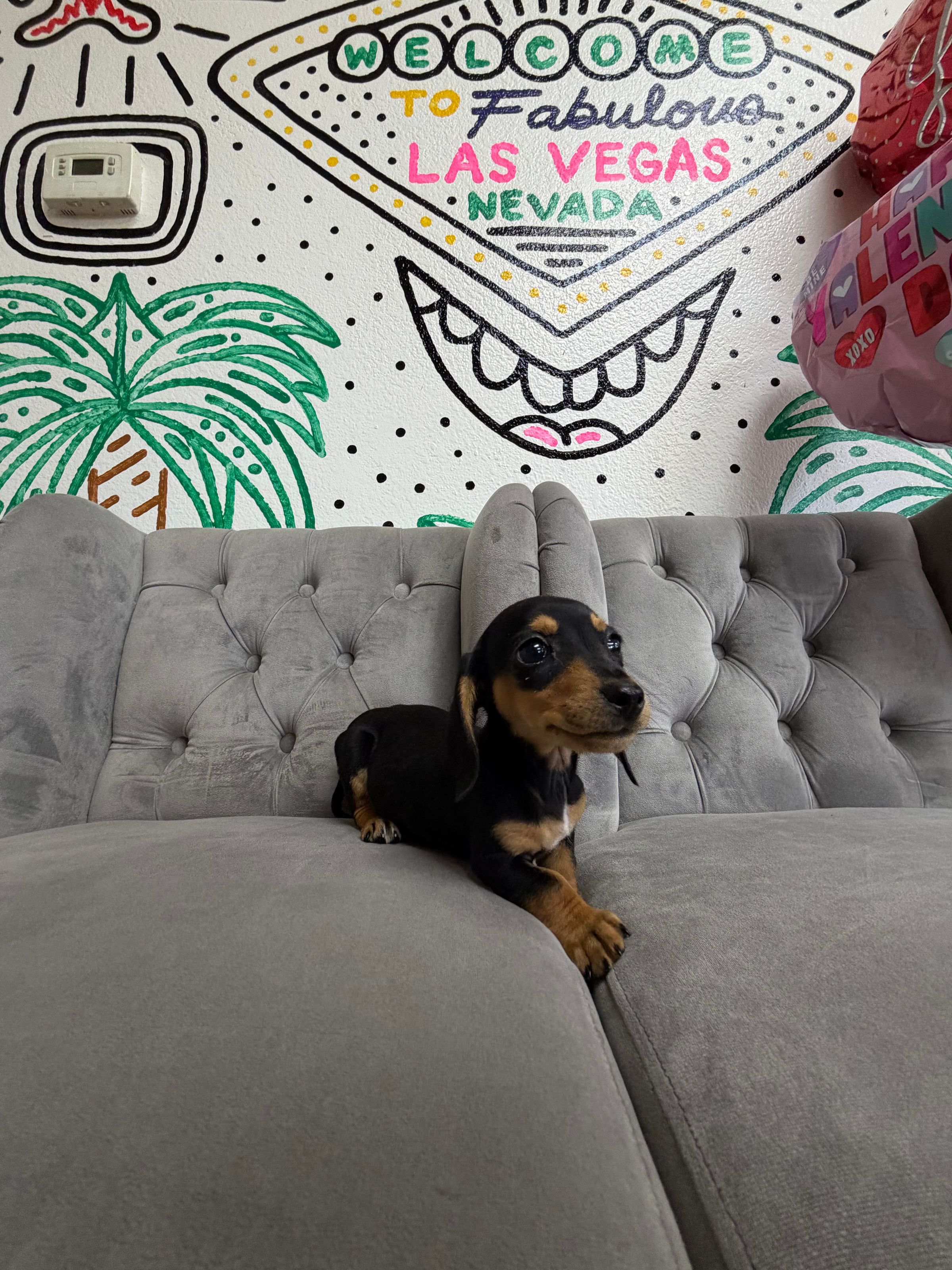 Purebred Miniature Dachshund- Male - “Ruben” - on Sale!