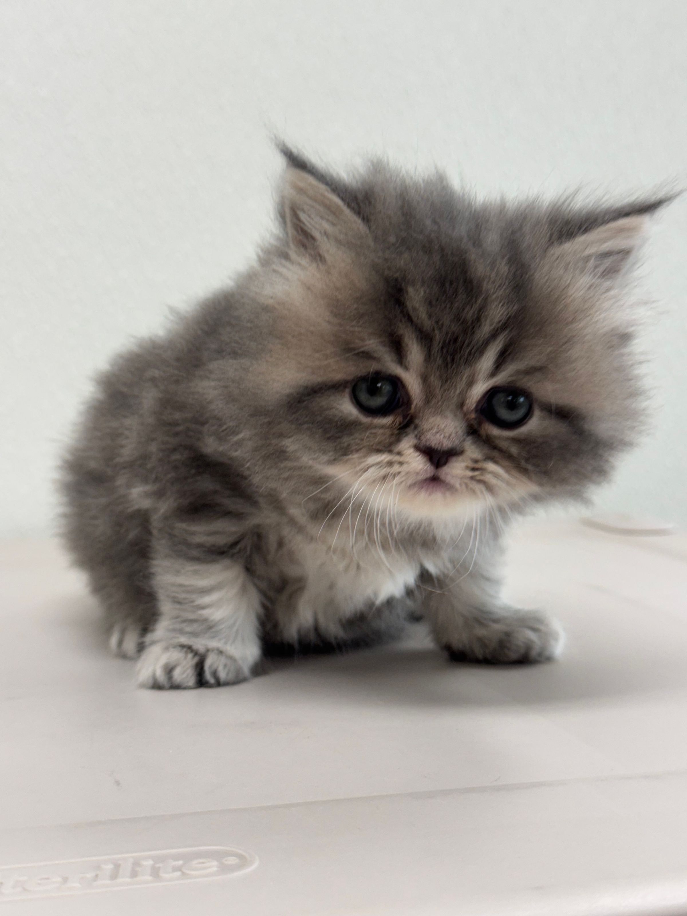 Puppy Store - Puppies for Sale - Paws & Whiskers Pet Shop's image