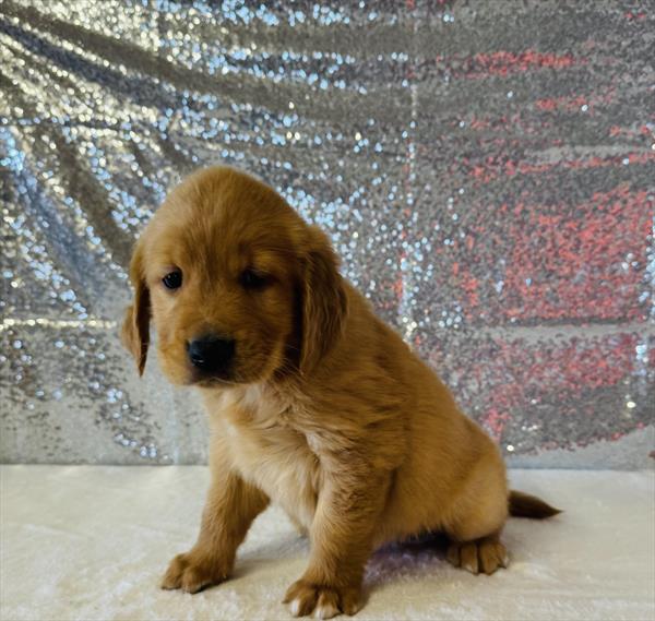 Purebred Golden Retriever - Male - “Loaf” - AKC - Coming soon!