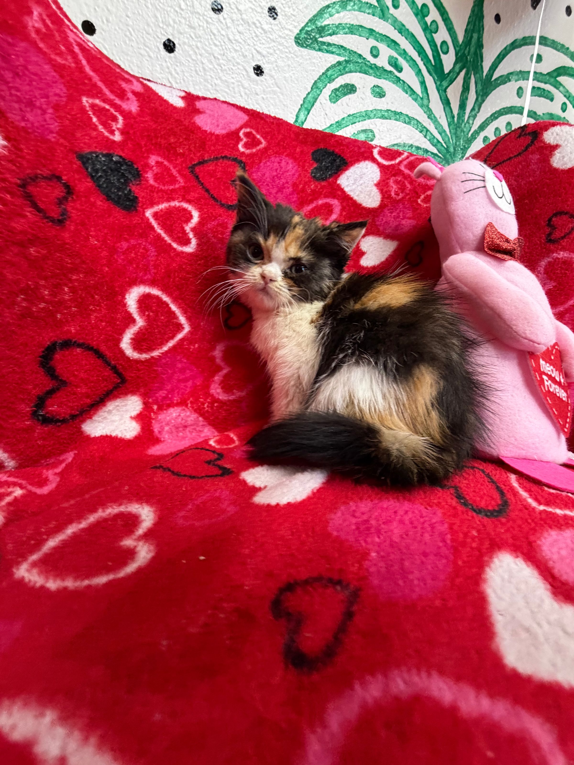 Purebred British Shorthair - “Silvana” - Female - Red Amber - New Arrival! 