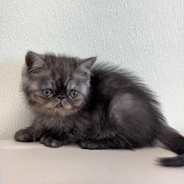 Purebred Exotic Shorthair Kitten - “Brinkley” - Male - Smoke black - RESERVED until 5/19/26