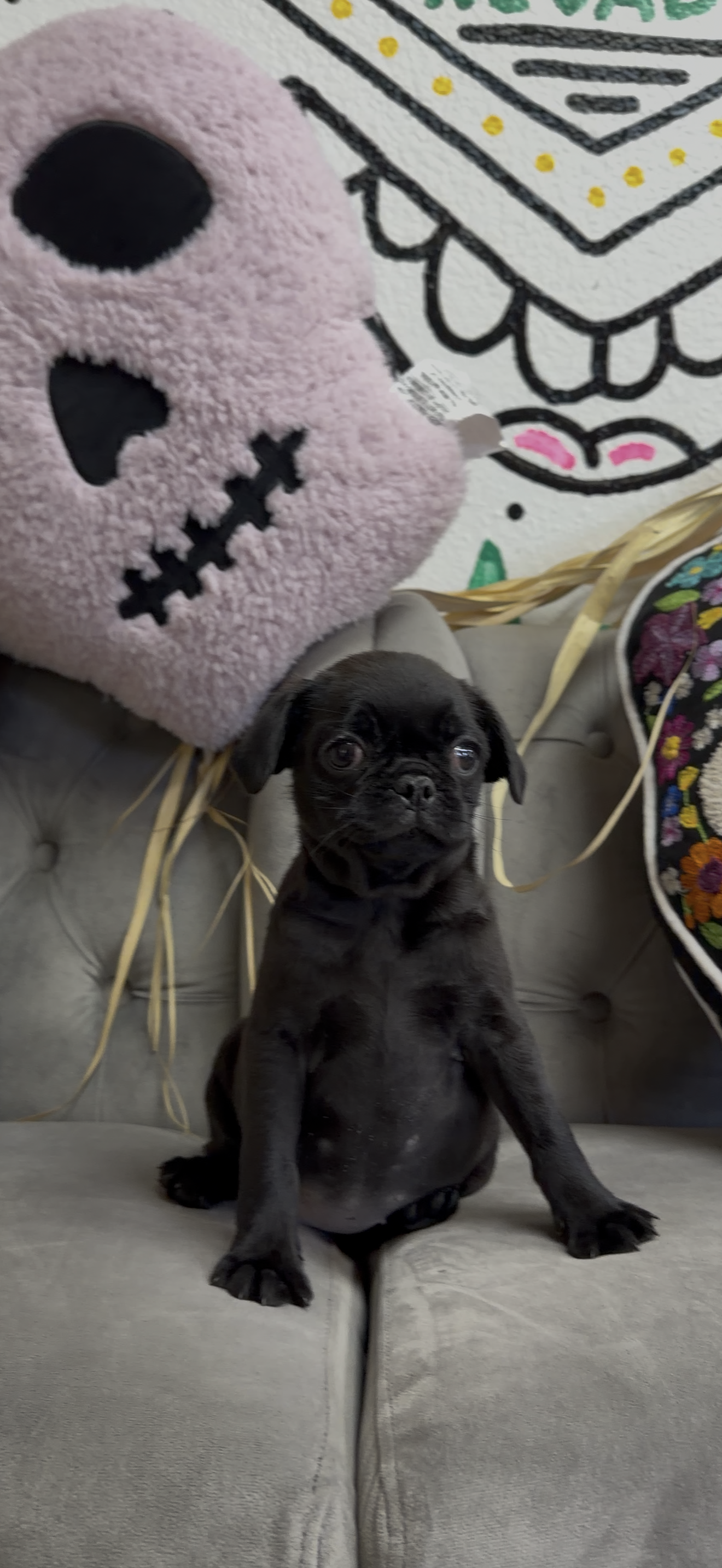 Purebred Pug - female - NEW! Unique all black color :)