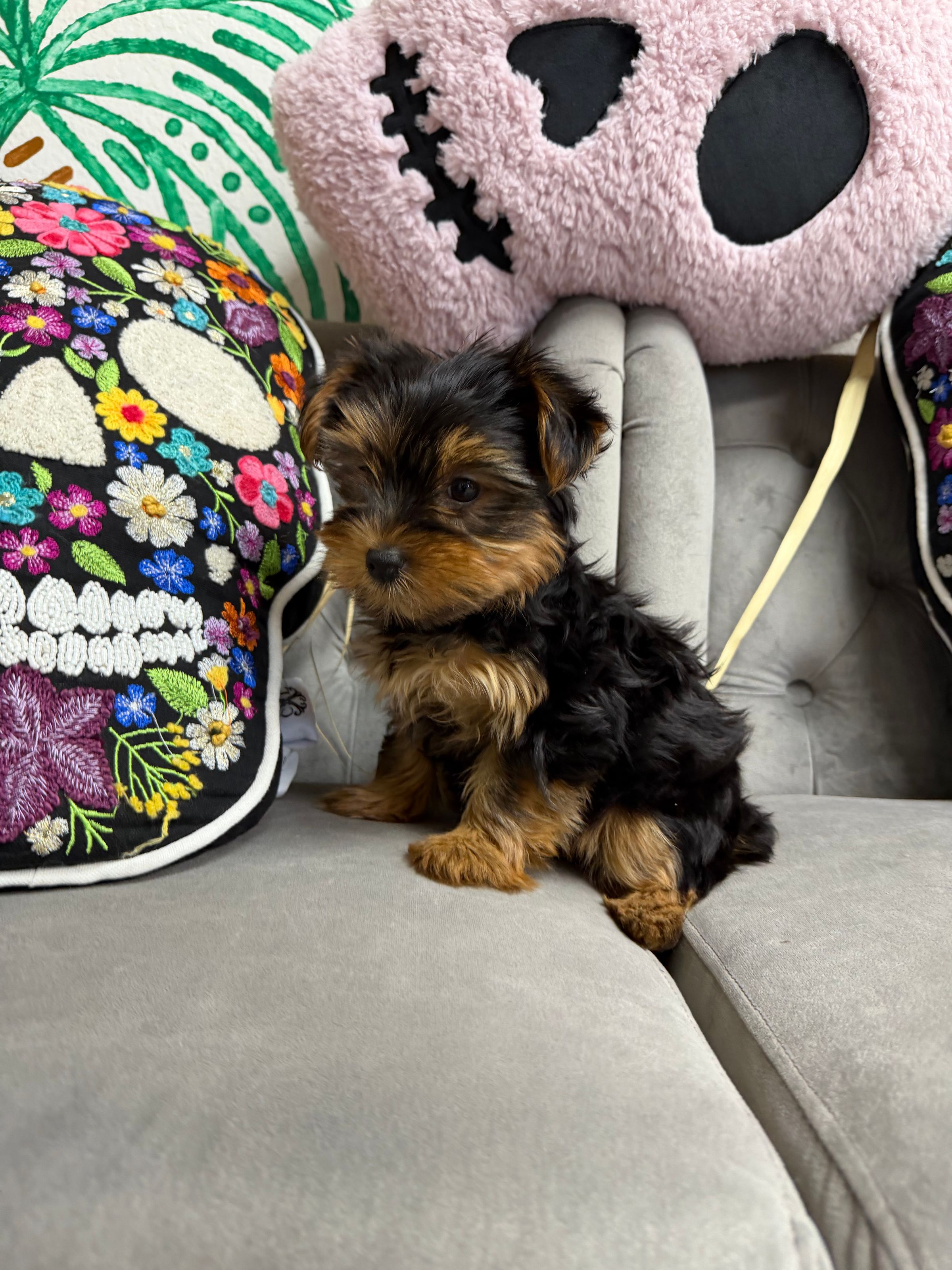 Purebred  Yorkie Puppy - “Victoria Everglot”- Female - New! 