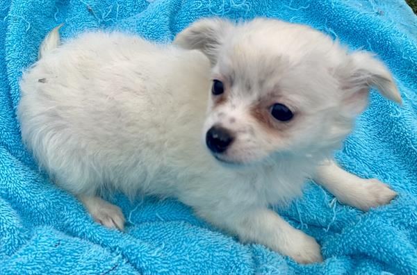Purebred Chihuahua - “Snoweflake” - White  dapple face- Female - Coming soon!