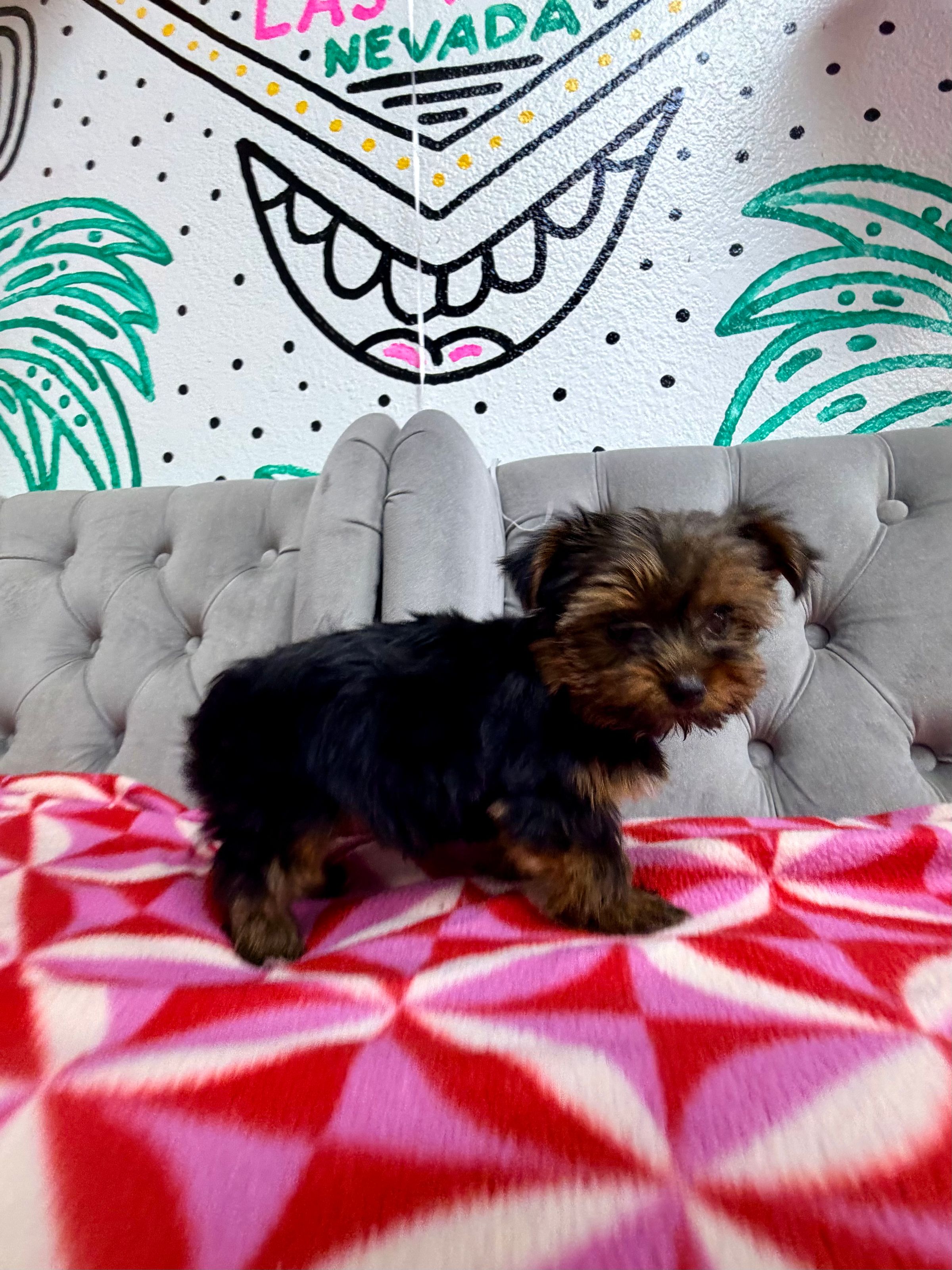 Purebred Yorkshire Terrier - Female - “CeCe” - NEW Arrival! (Parents only 5 lbs each! 