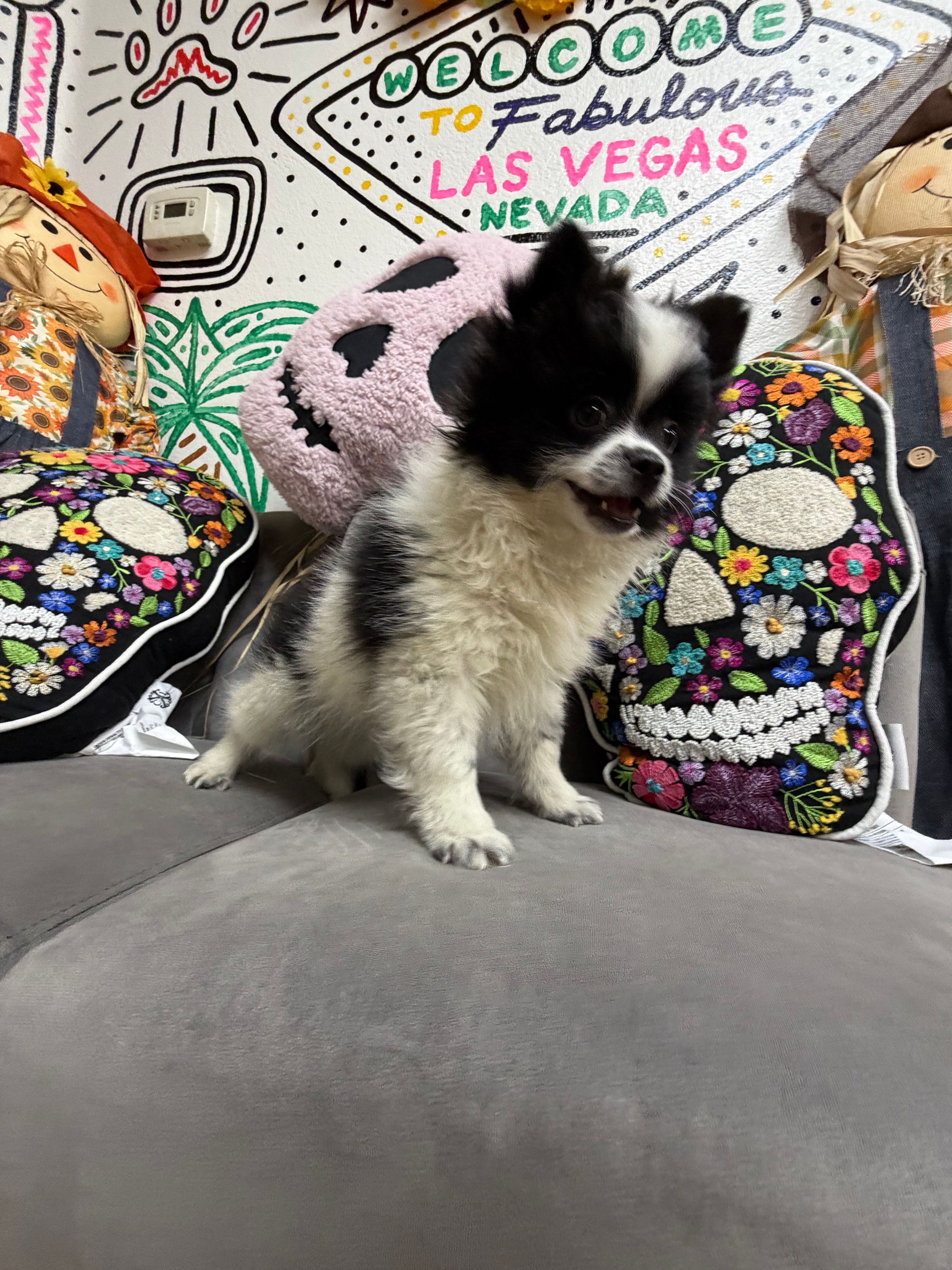 Purebred Pomeranian - " Beetlejuice" - Male- NEW!