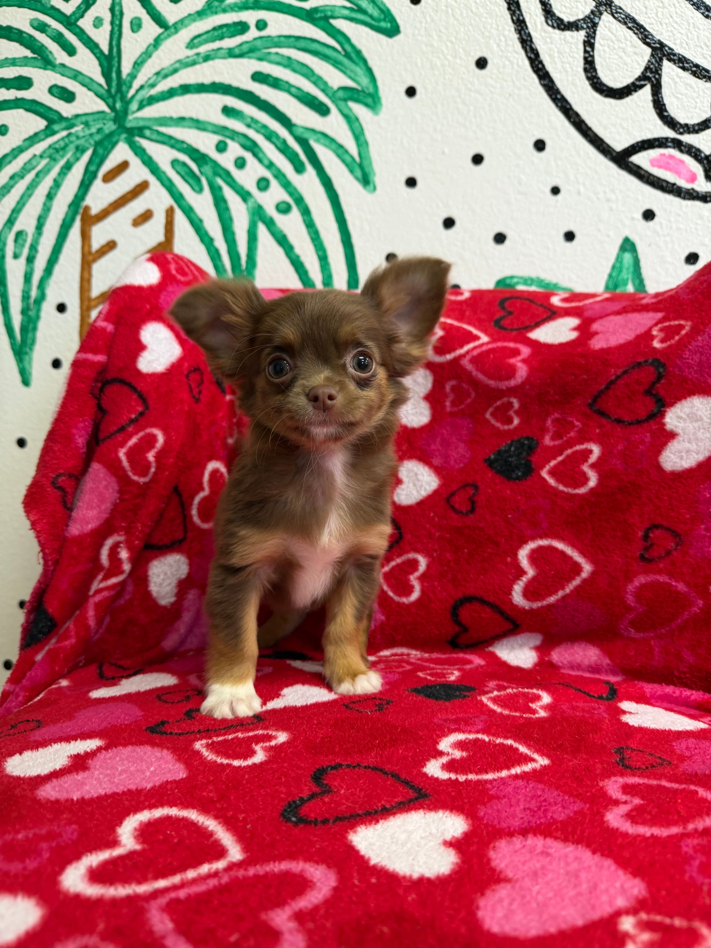Purebred Chihuahua - “Erica Sinclair” - Female - Chocolate & Tan - SOLD!
