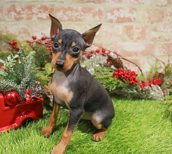 Purebred Miniature Pinscher - “Marv Murchins” - Male - Black & rust  - Arrives 12/16/25!