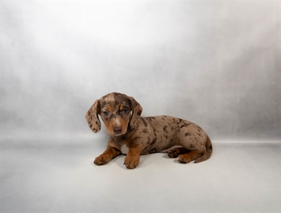 Purebred Mini Dachshund - Female - “Ellen” - Coming soon!