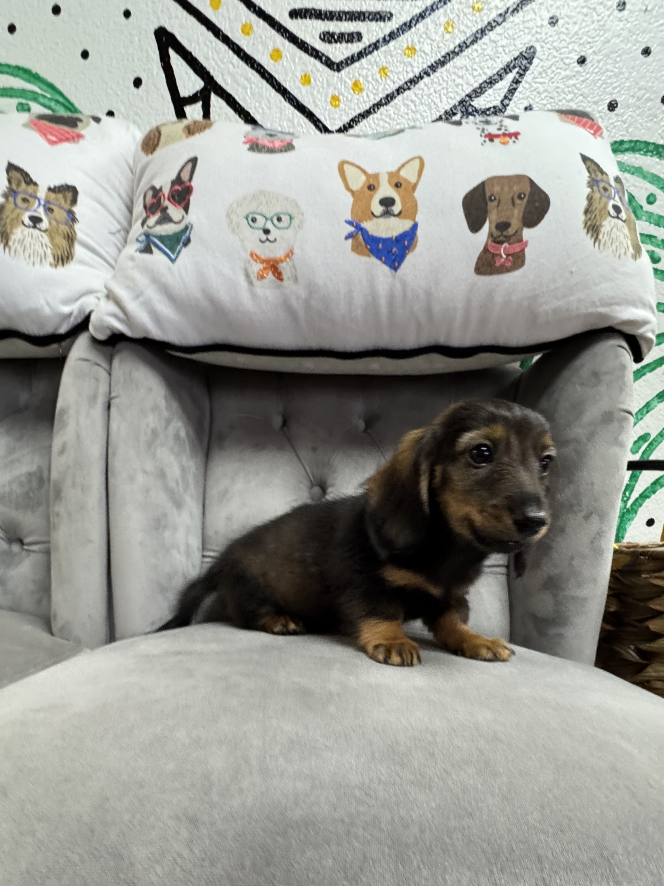 Purebred Mini Dachshund “Baby Saja” - Male  - Long Hair - Black Sable/ Red - NEW! - Happy, loving pup!