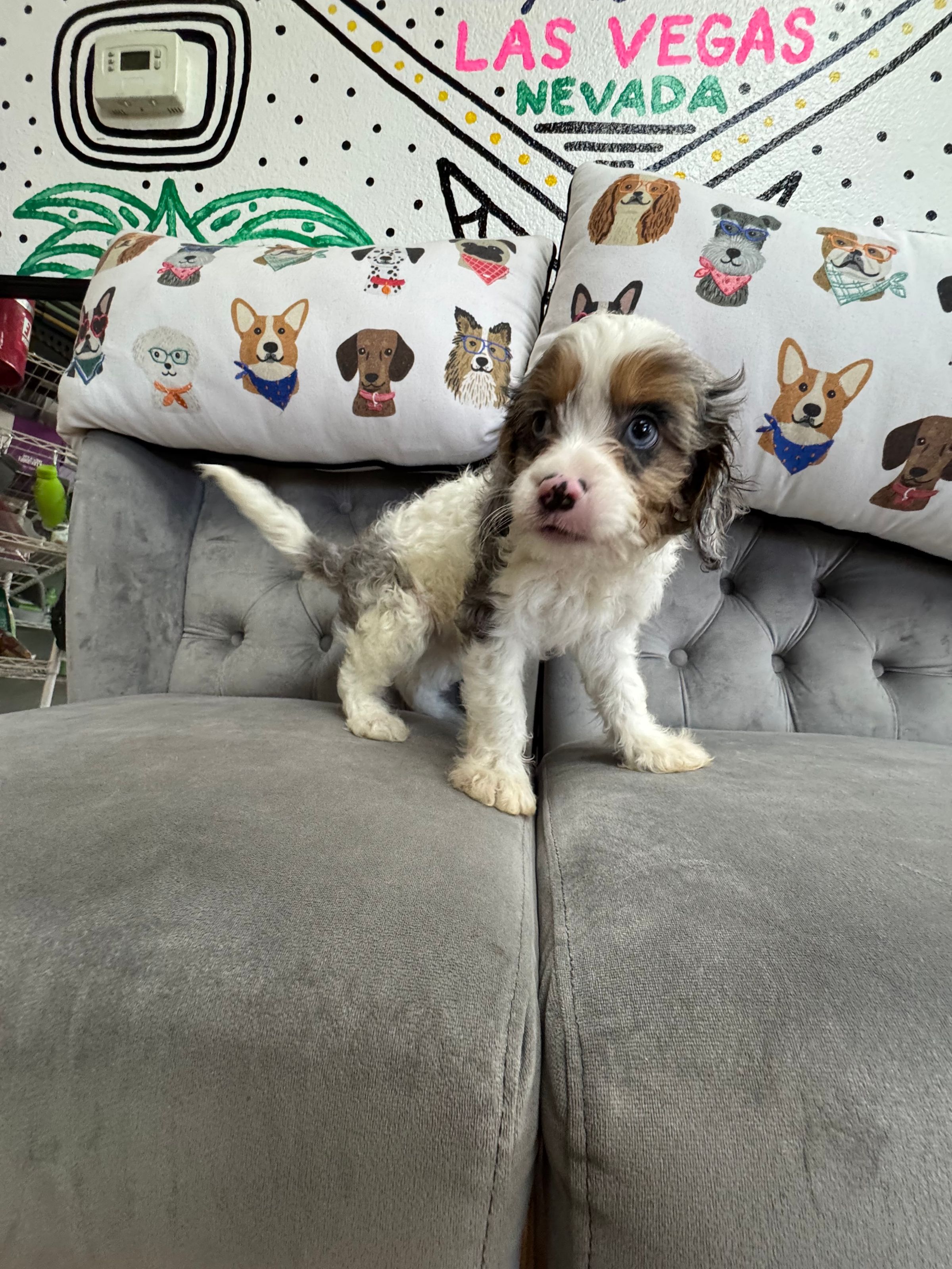 Purebred Cavapoo Puppy - "Xander McCormick" -  Male - Unique, Blue Merle - 