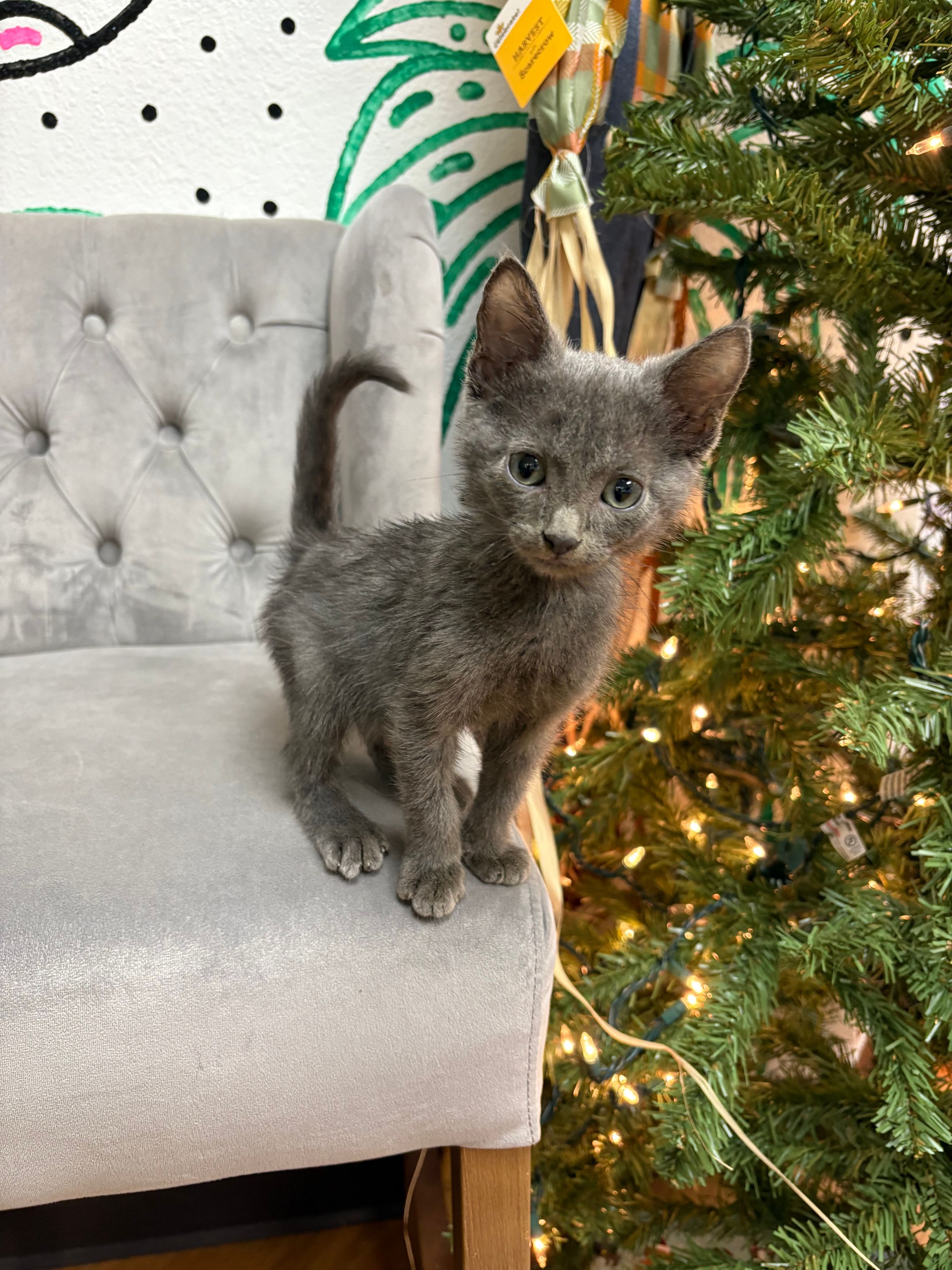Purebred Russian Blue Kitten - “Moonpie” - Male - NEW!