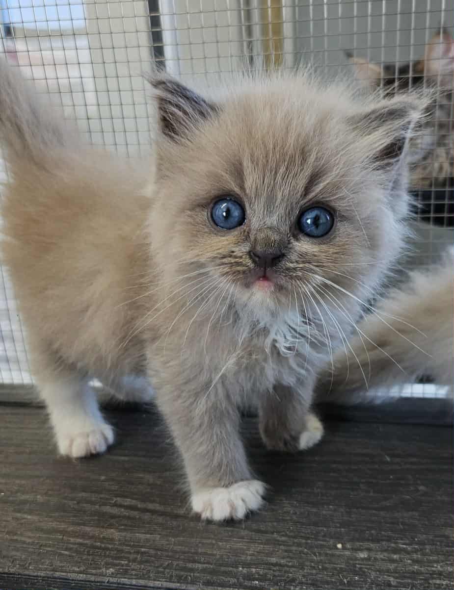 Persian kitten for sale