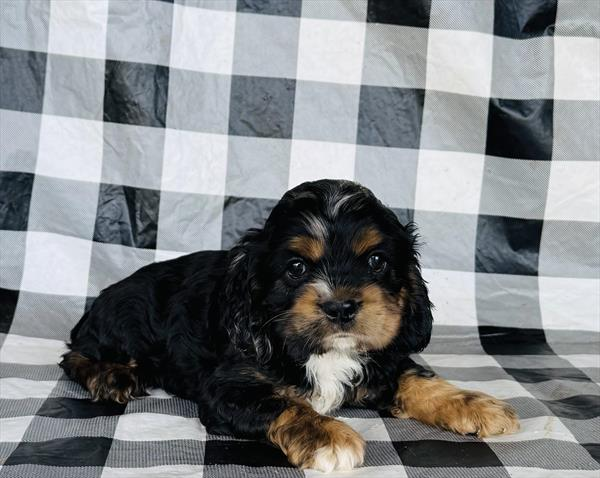 Purebred Cocker Spaniel -  “Oz” - Female  - Black, tan, tri - Coming soon!
