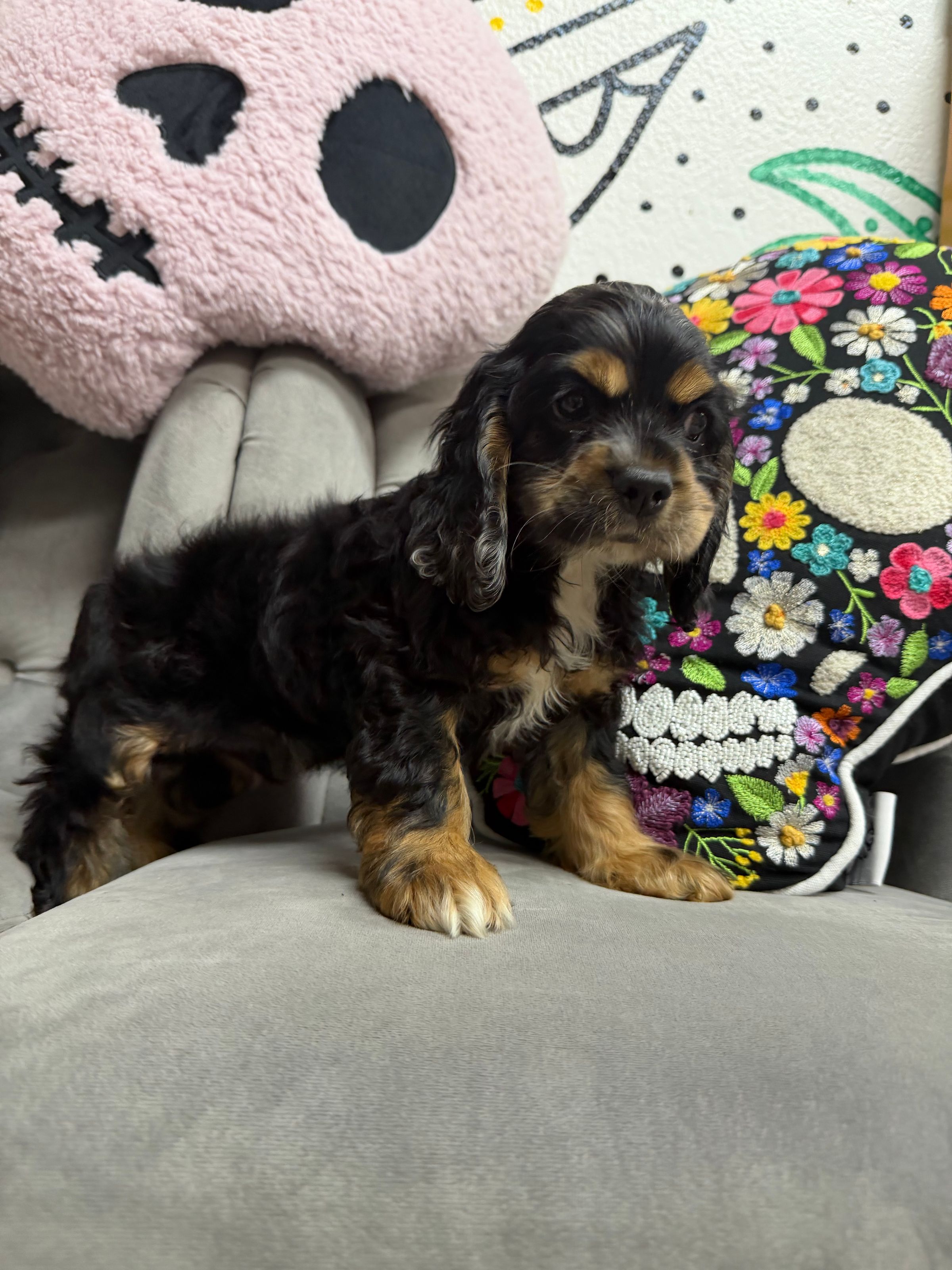 Purebred Cocker Spaniel -  “Oz” - Female  - Black, tan, tri - New!