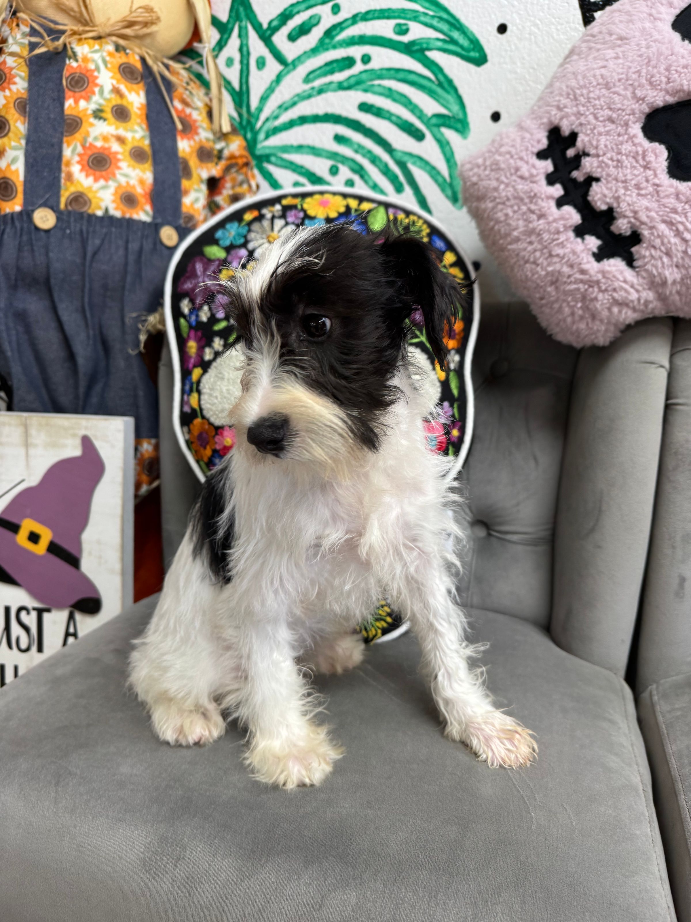 Purebred Miniature Schnauzer - “Mary Sanderson” - White & black - NEW!