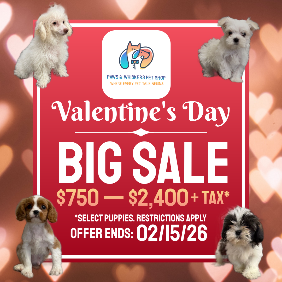 Puppy Store - Puppies for Sale - Paws & Whiskers Pet Shop's image