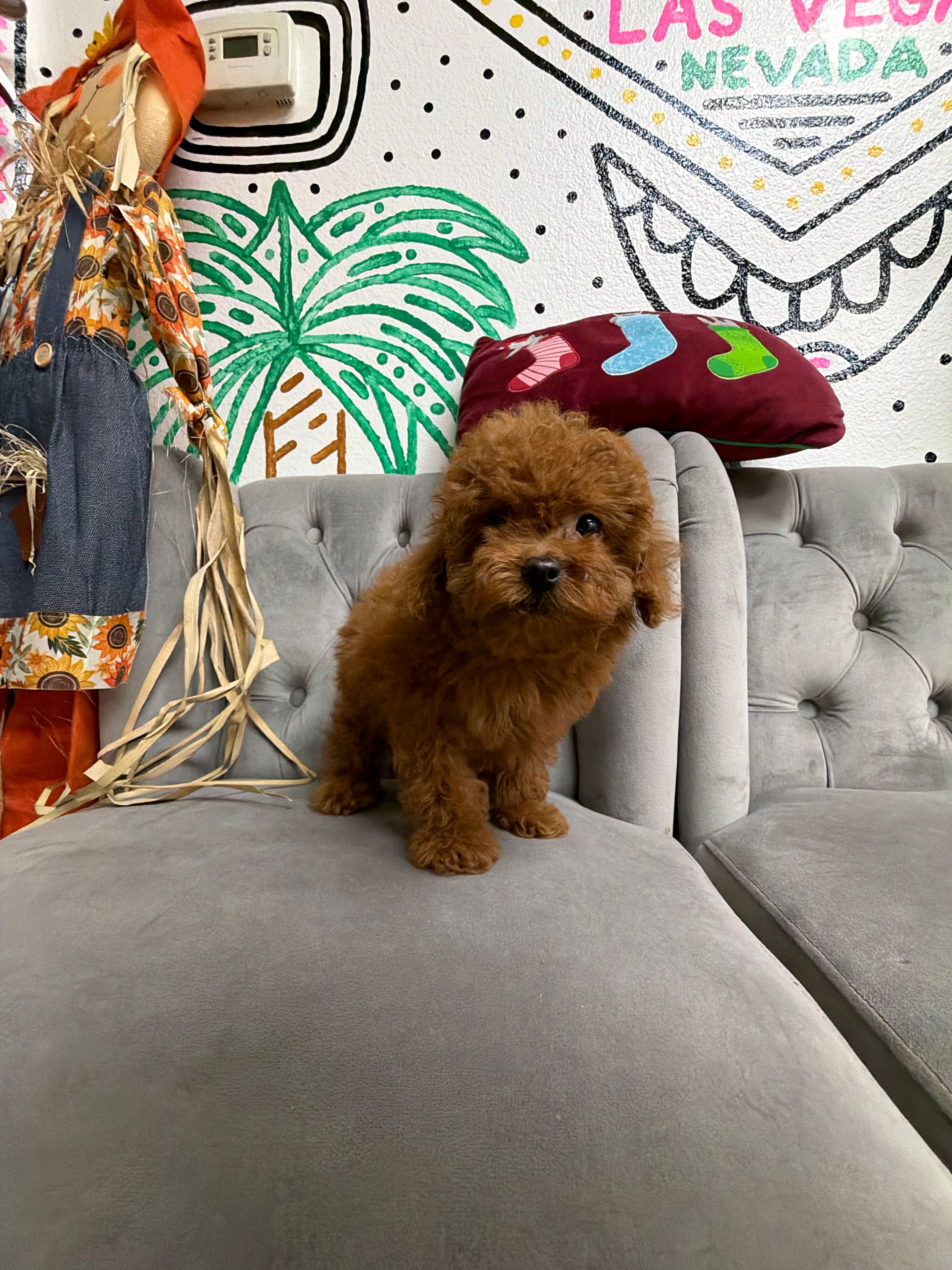 Purebred  Mini Poodle “Pumpkin Spice” - Female  - White - (Parents weigh 9 lb & 8 lb) - Hypoallergenic! - Red-  NEW!