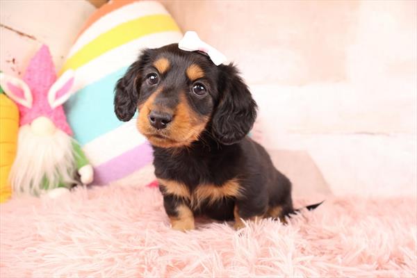 Purebred Miniature Dachshund (Long Hair) Female - “Eloise” - Coming Soon!