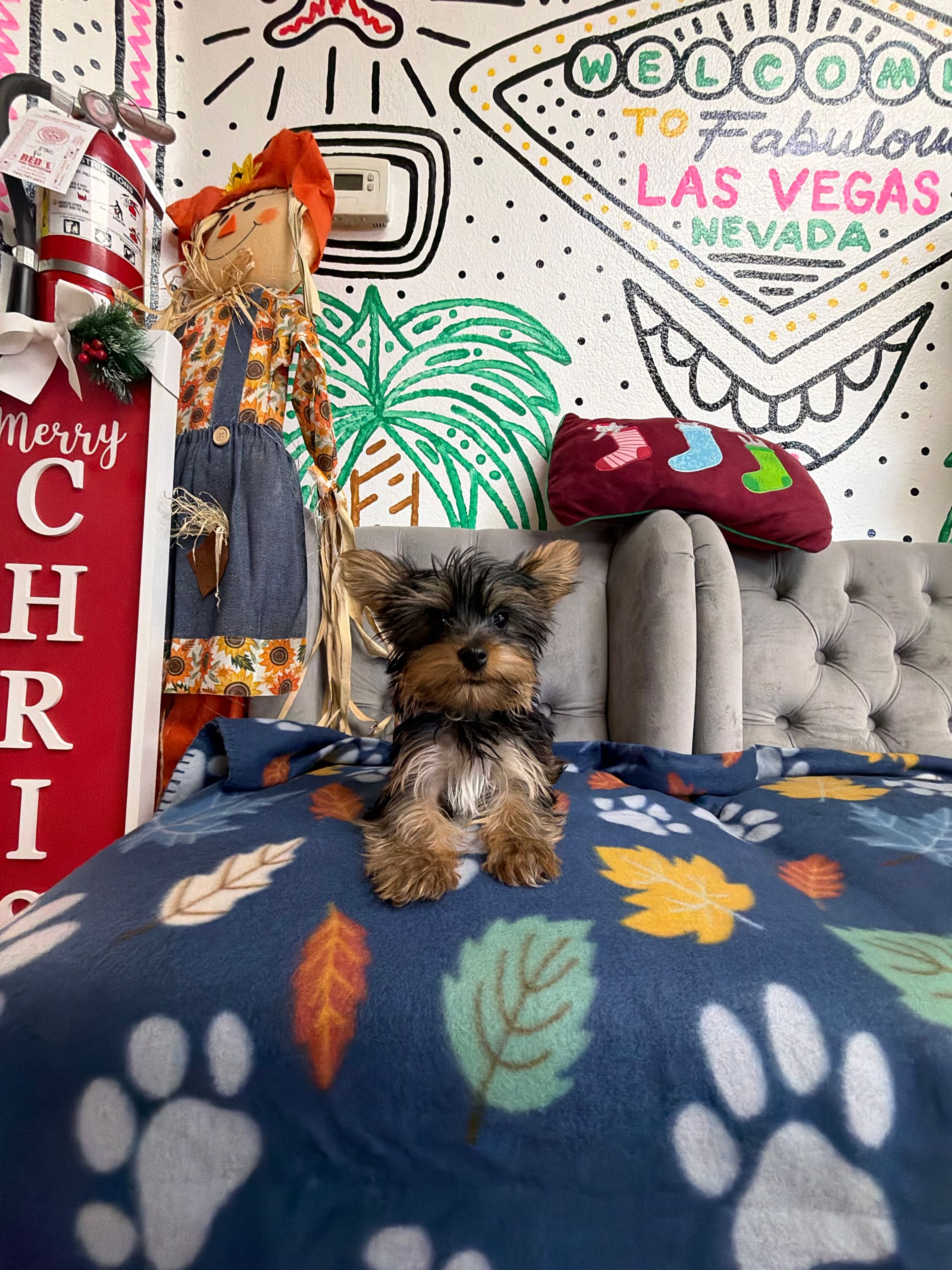Purebred Toy Yorkie Puppy - “Boris” - Male - New! (Parents are only 5.4 lb & 3.4 lb!)