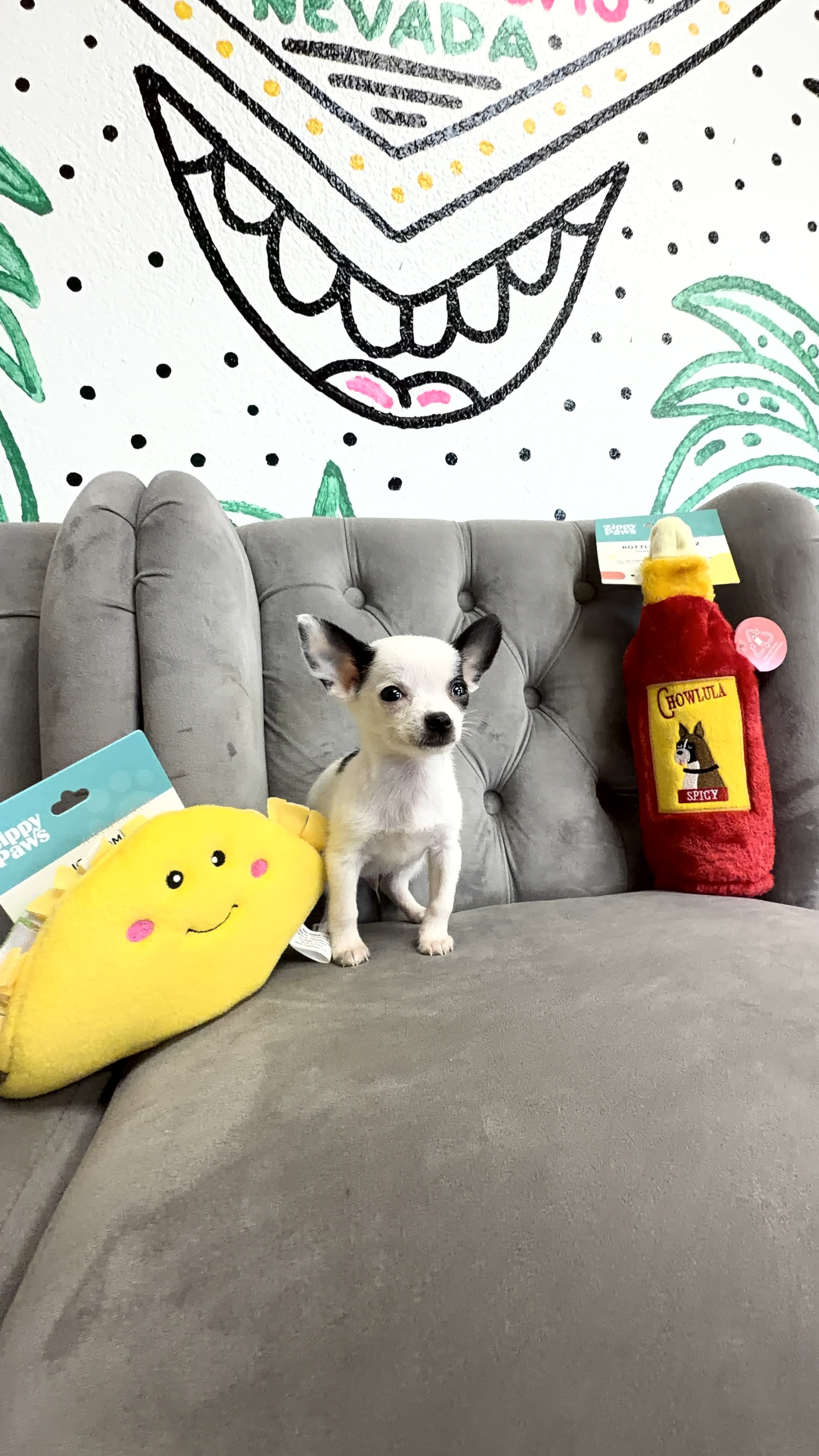 Purebred Chihuahua Applehead - Male - “Theo Sharpe” New Arrival!