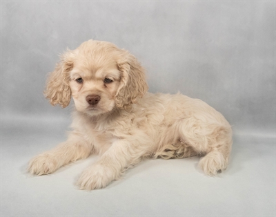 Purebred Cocker Spaniel -  “Buffy” - Female  - Buff & White - Coming soon!