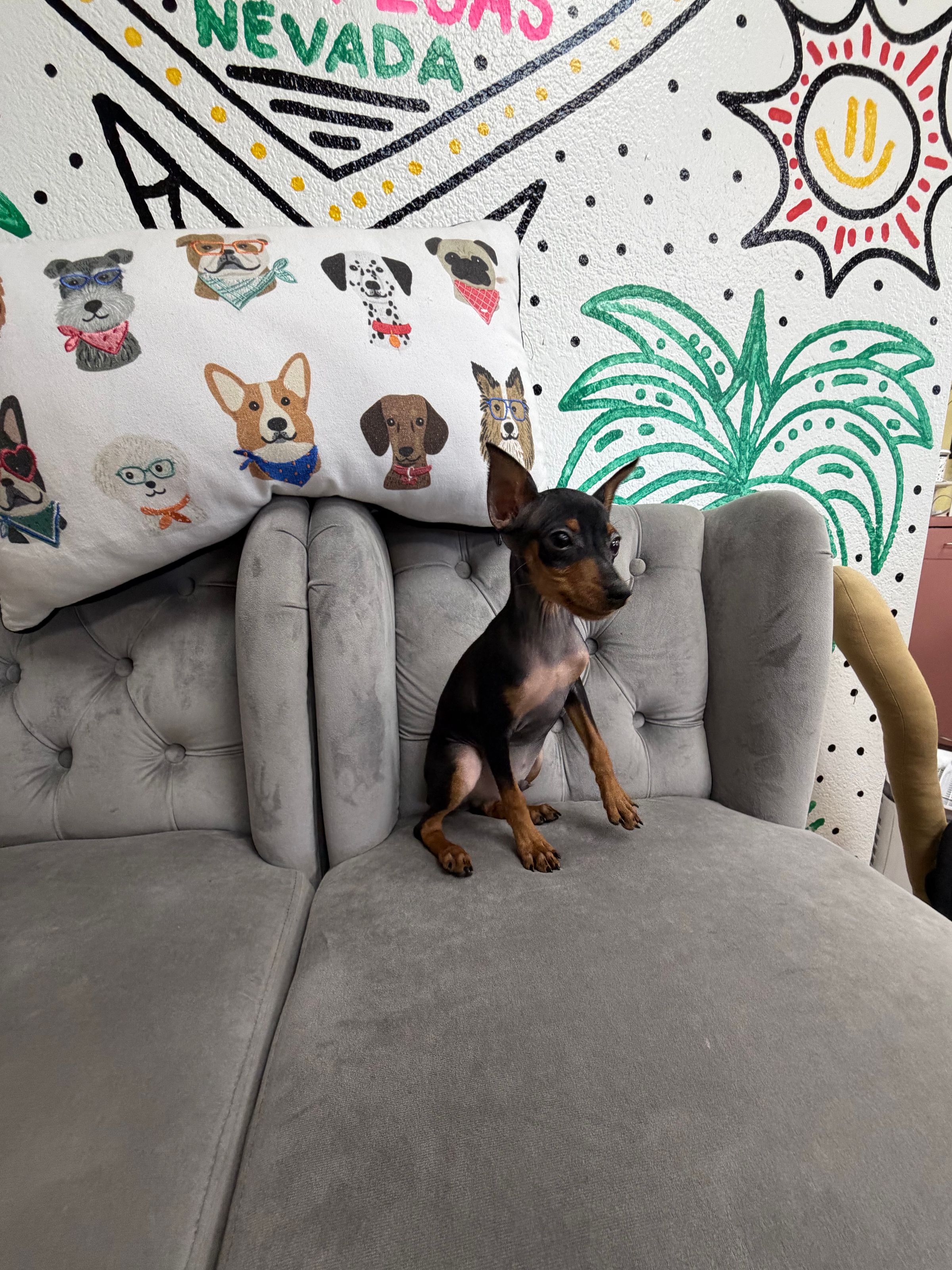 Purebred Miniature Pinscher - “Eddie Munson” - Male - Black & rust  - Awesome personality!