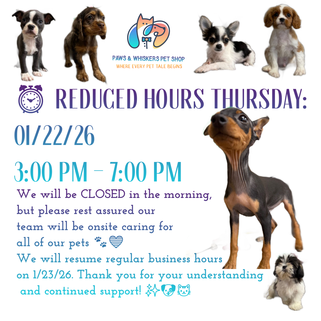 Puppy Store - Puppies for Sale - Paws & Whiskers Pet Shop's image