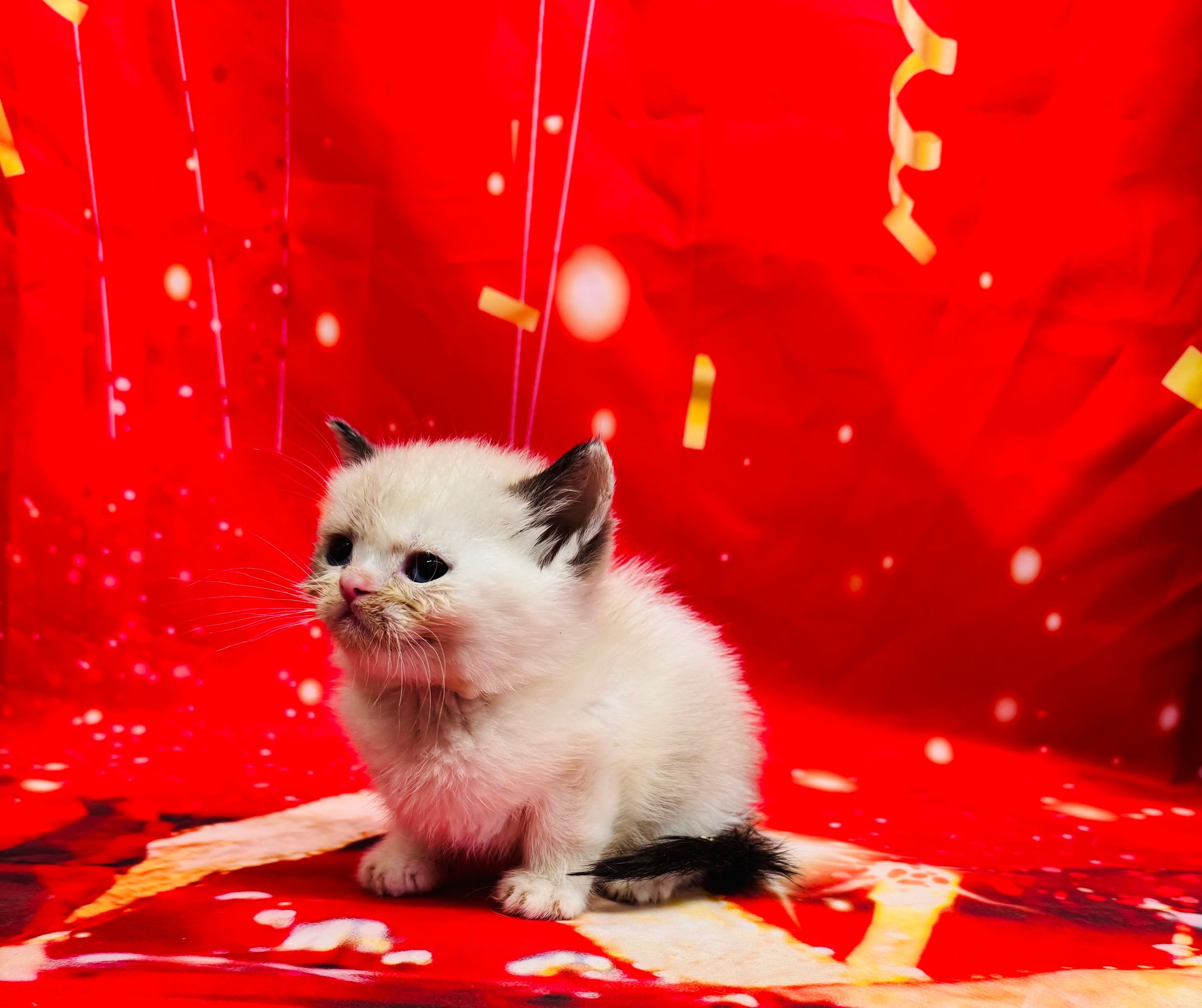 Purebred British Shorthair - “Dustin Henderson” - Male - White & Silver - Coming soon!