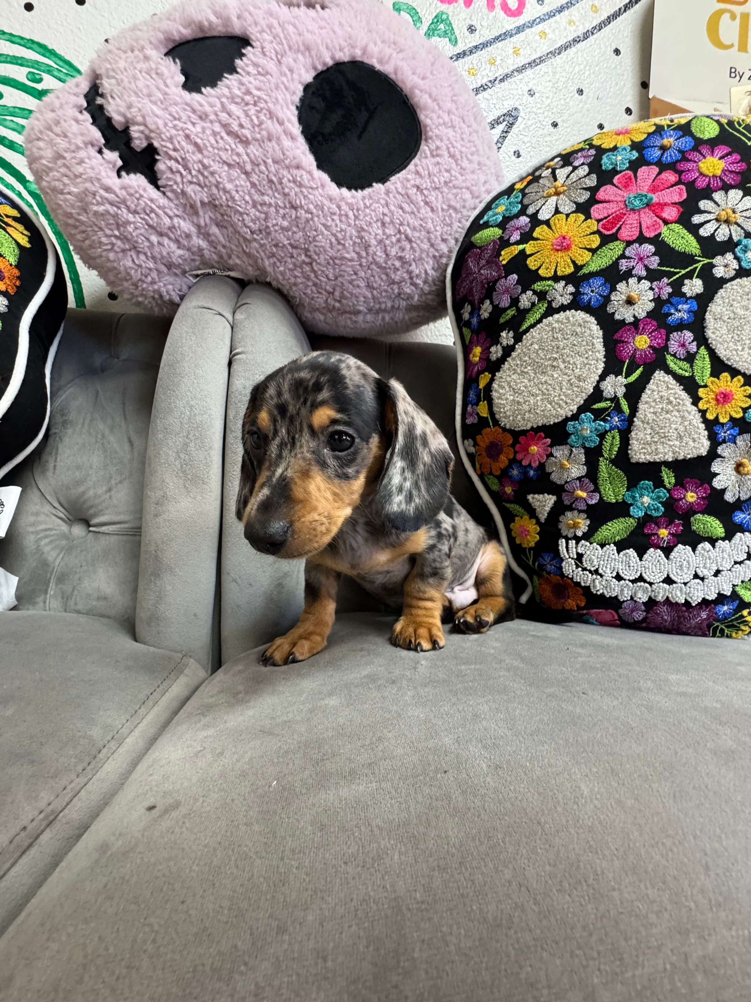 Purebred  Miniature Dachshund “Gomez Addams” - Male  - Black, tan, dapple, pebbled - (Parents weigh 11 lb & 12 lb) - AKC! - NEW!