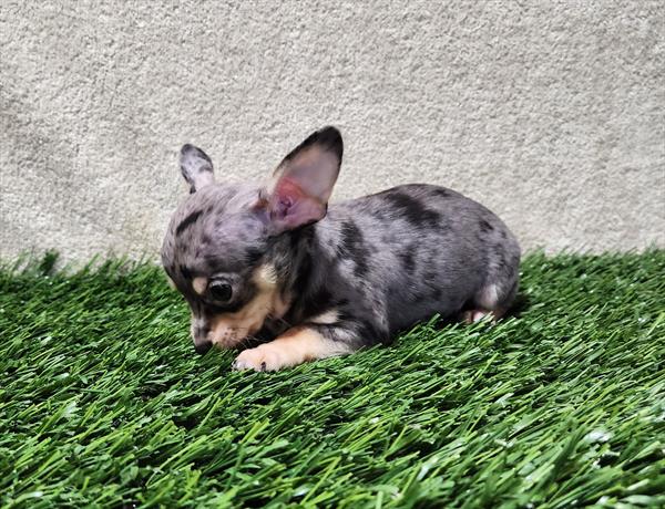 Purebred Chihuahua - “Frosty” - Silver dapple Merle- Male - Coming soon!