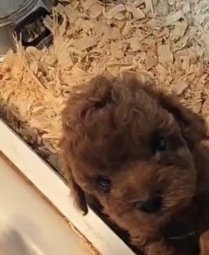 Purebred  Mini Poodle “Pumpkin Spice” - Female  - White - (Parents weigh 9 lb & 8 lb) - Hypoallergenic! - Red-   coming soon!