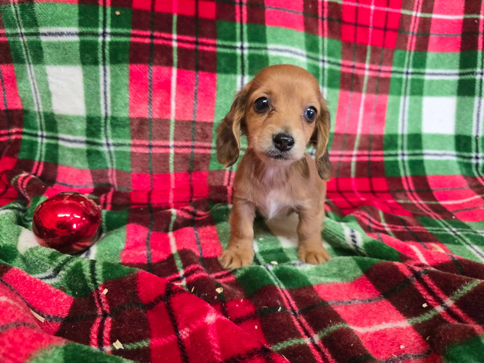 Purebred Mini Dachshund - “El” - Female - Red - Coming soon!