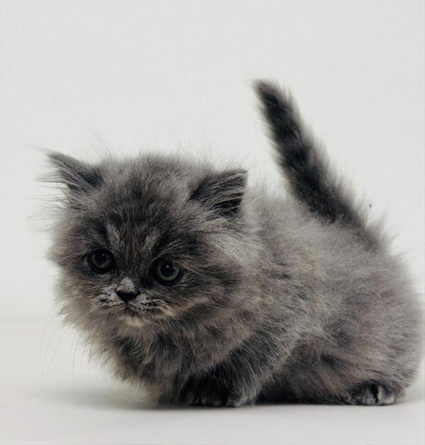 Purebred Persian Kitten - Female - Daphne - Coming soon!