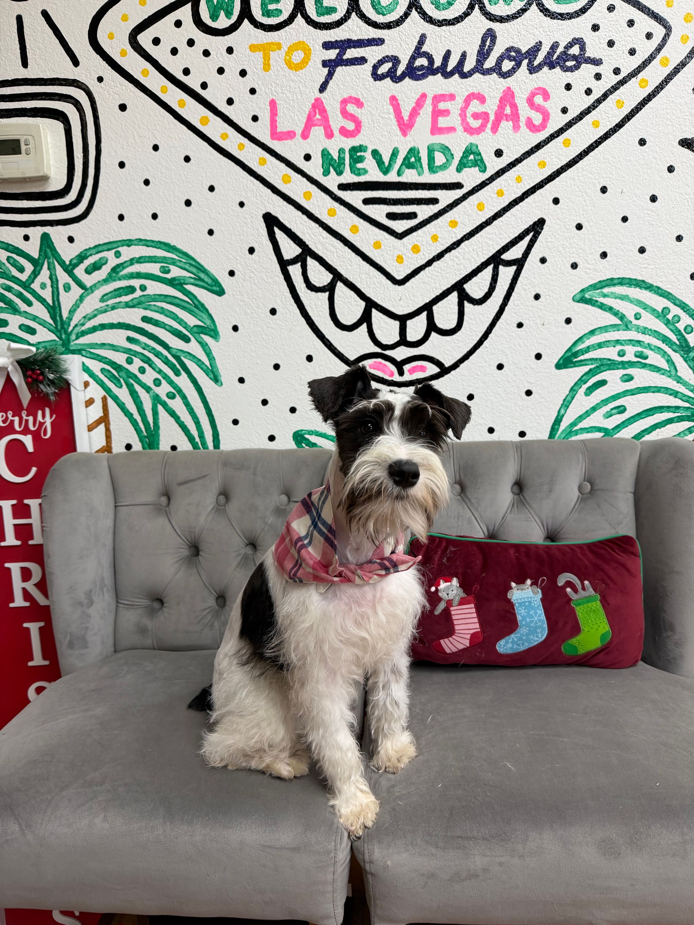 Purebred Miniature Schnauzer - “Mary Sanderson” - White & black - ON SALE!