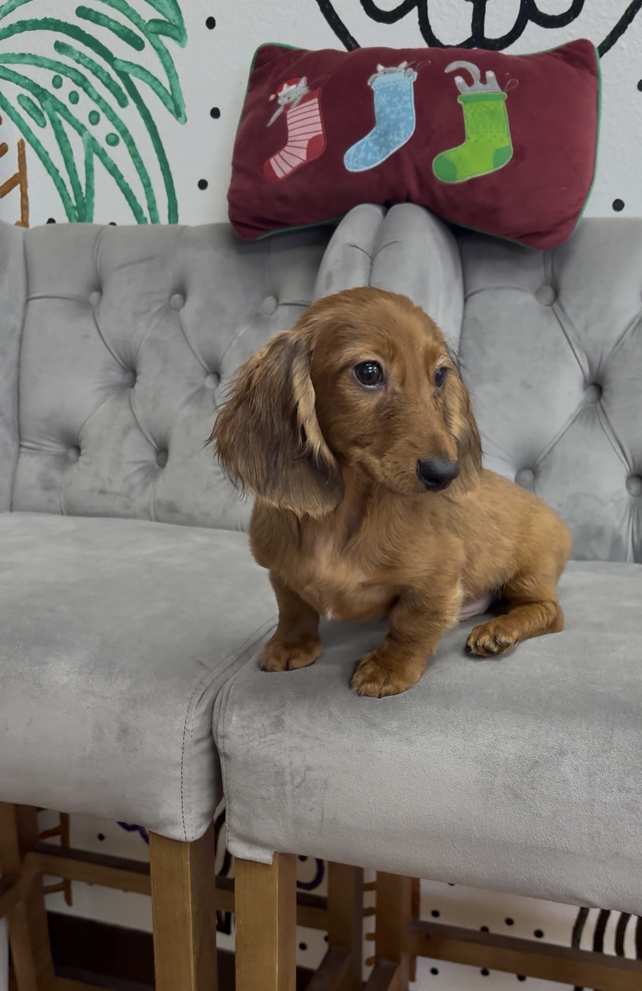 Purebred Mini Dachshund - “Mike Wheeler” - Male - White, black, tan  - Long Hair Coat - ON Sale!