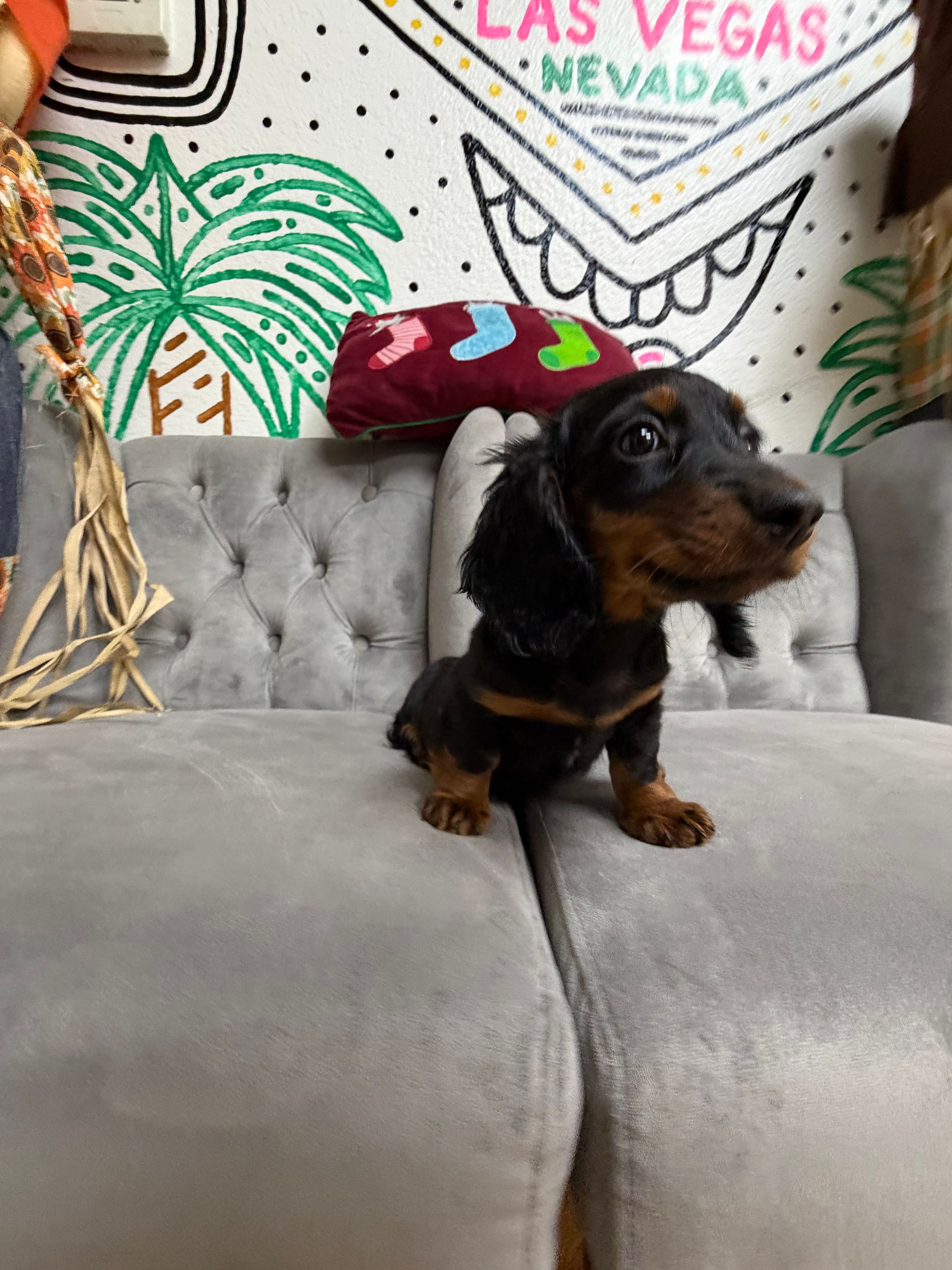 Purebred  Mini Dachshund (Long Hair) Puppy  - Male - NEW!