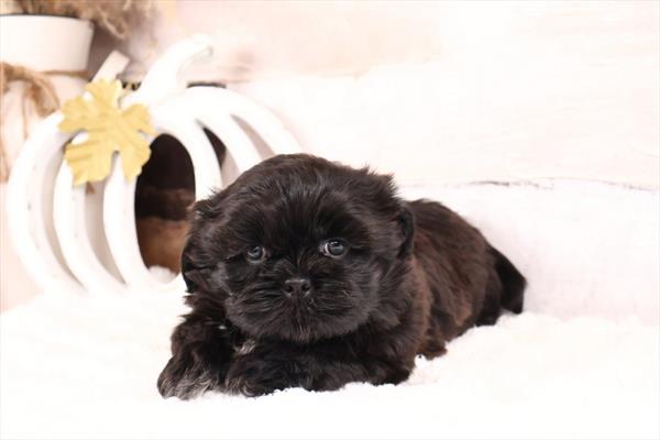 Puppy Store - Puppies for Sale - Paws & Whiskers Pet Shop's image