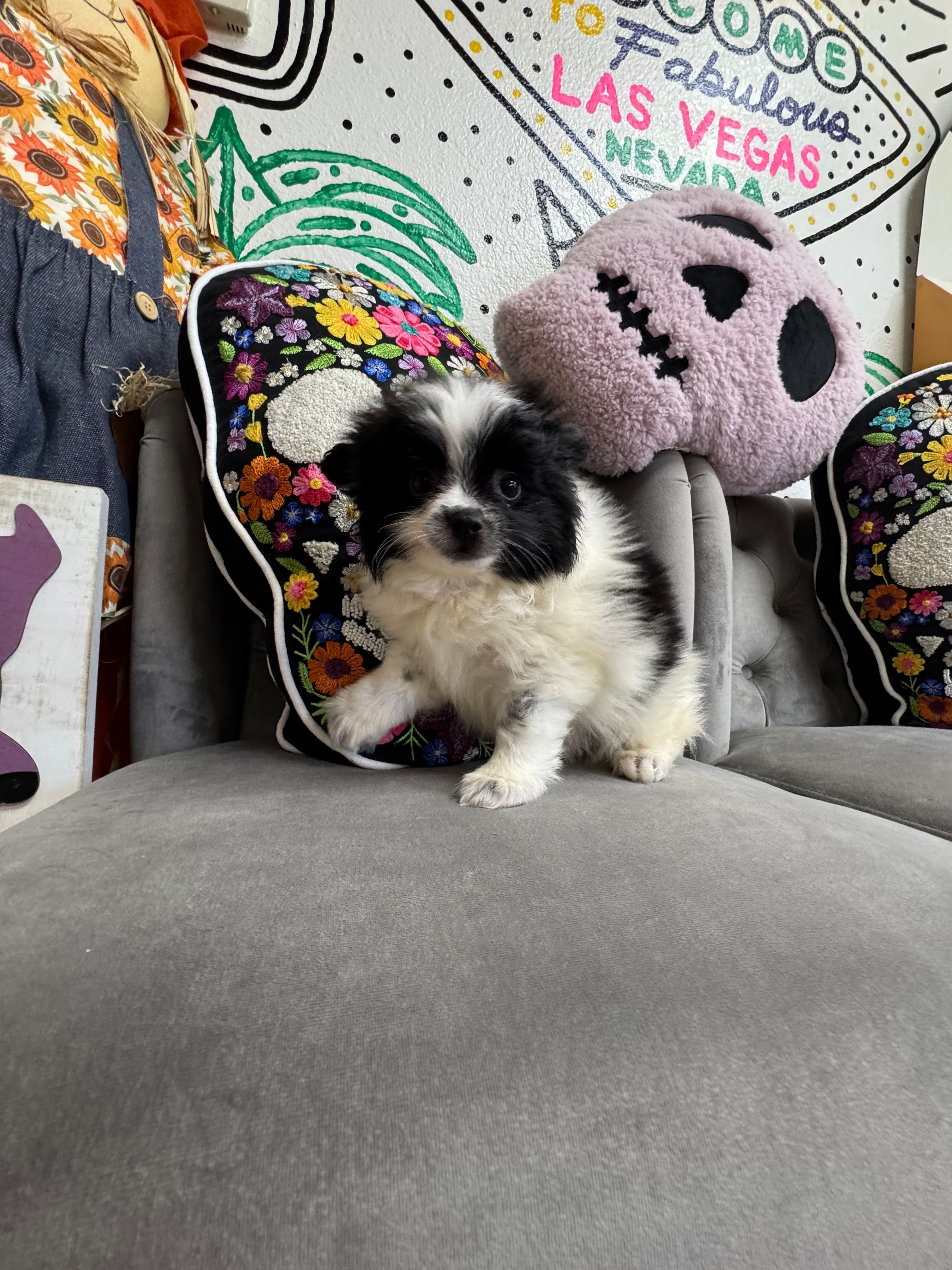 Purebred Pomeranian - " Beetlejuice" - Male- NEW!