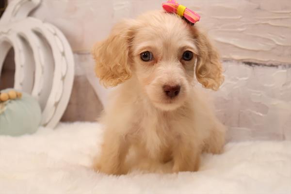 Puppy Store - Puppies for Sale - Paws & Whiskers Pet Shop's image